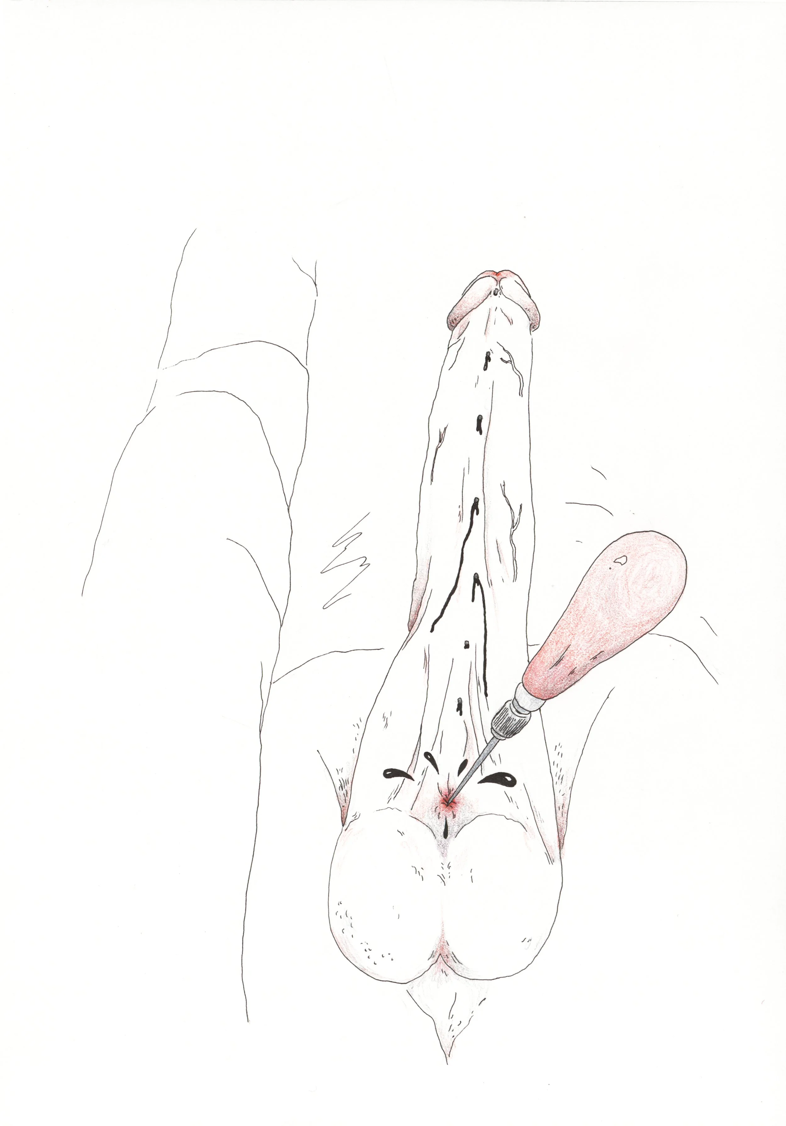 Penis 5.jpg