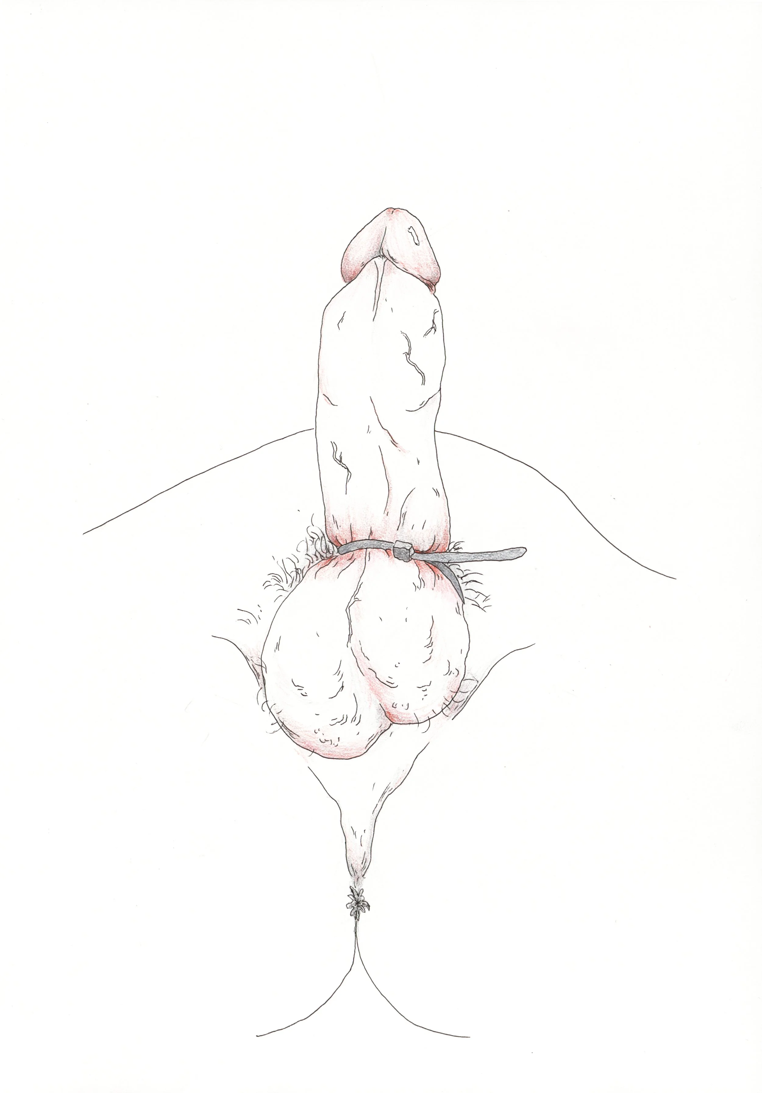 Penis 3.jpg