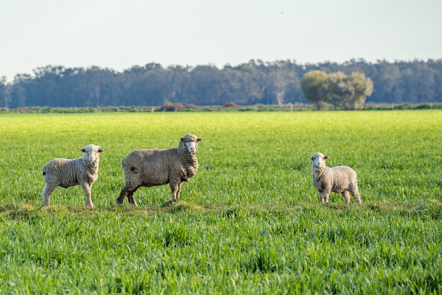 General 2 — AAM Agri Access Fund