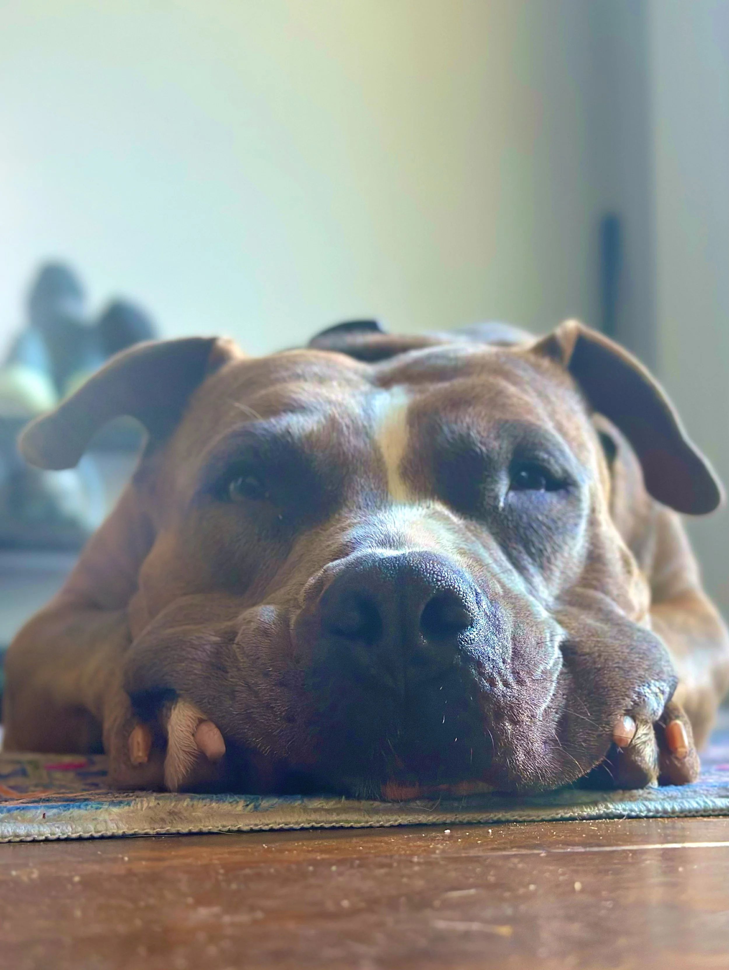 Love Me, Love My Dog