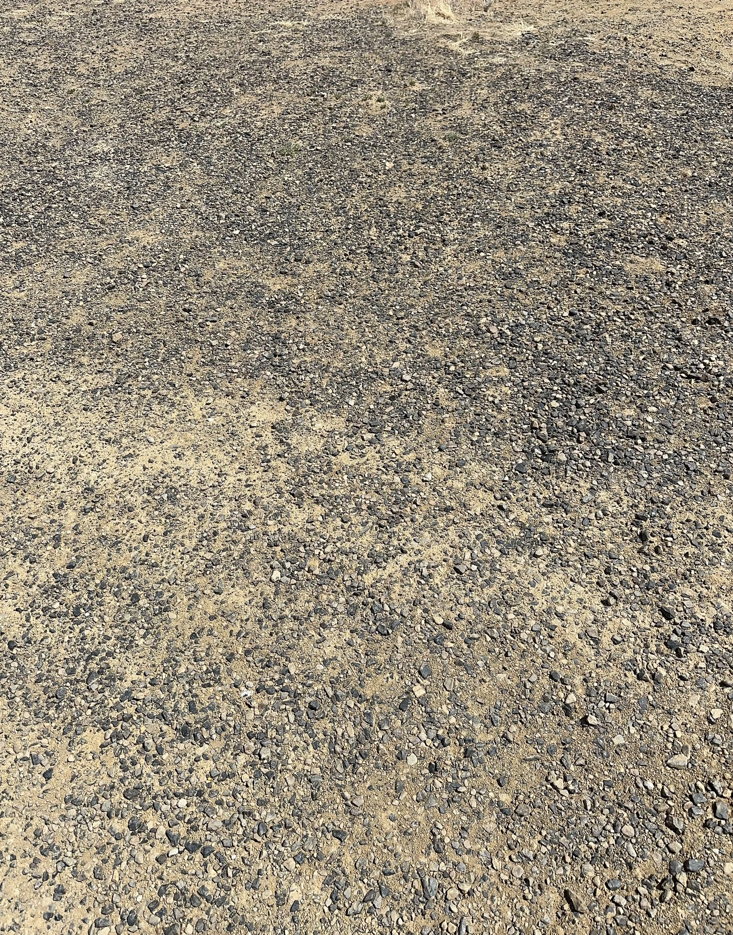 There is a broad-shouldered bear that lives in me