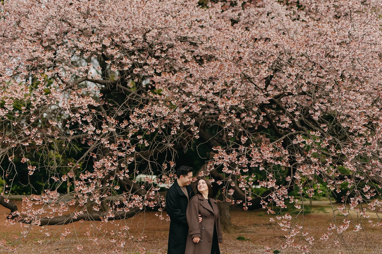 2026 Cherry Blossom Forecast in Japan: Best Places and Bloom Dates