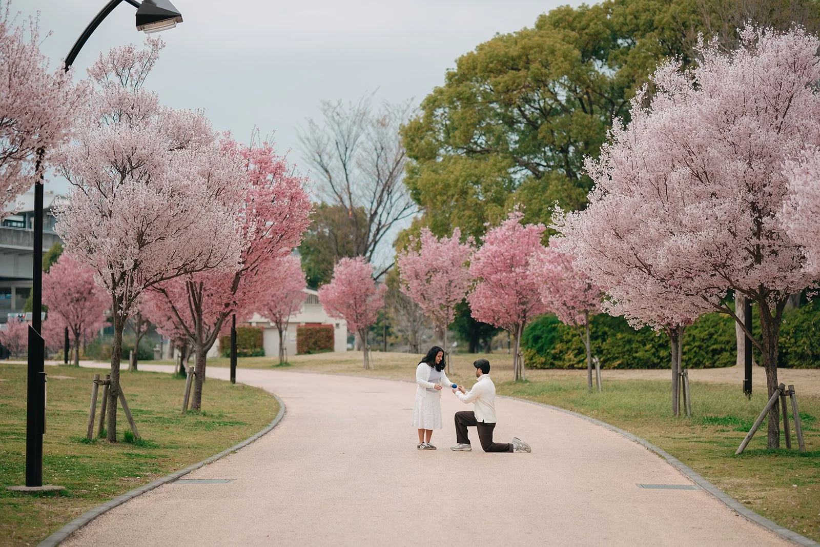 A Proposal Timed with Japan’s Cherry Blossom Season
