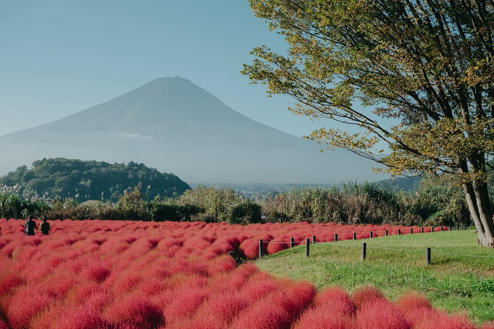 Oishi Park, Japan