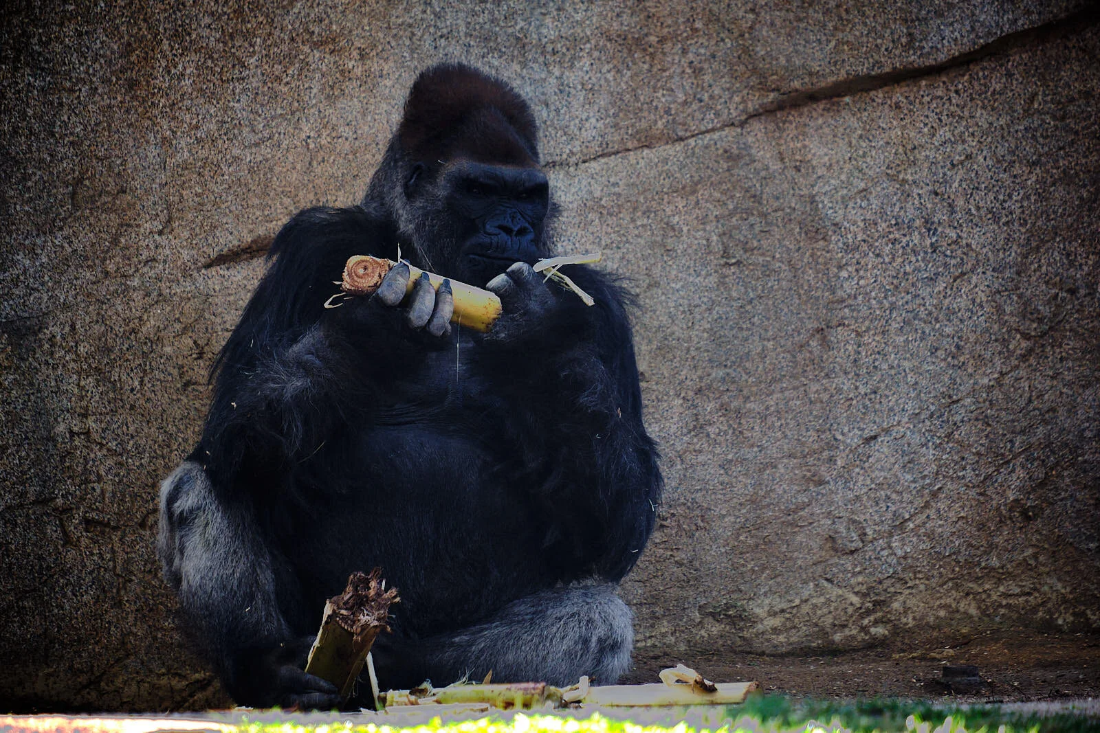 San_Diego_Safari_Park_01_04_20_33.jpg