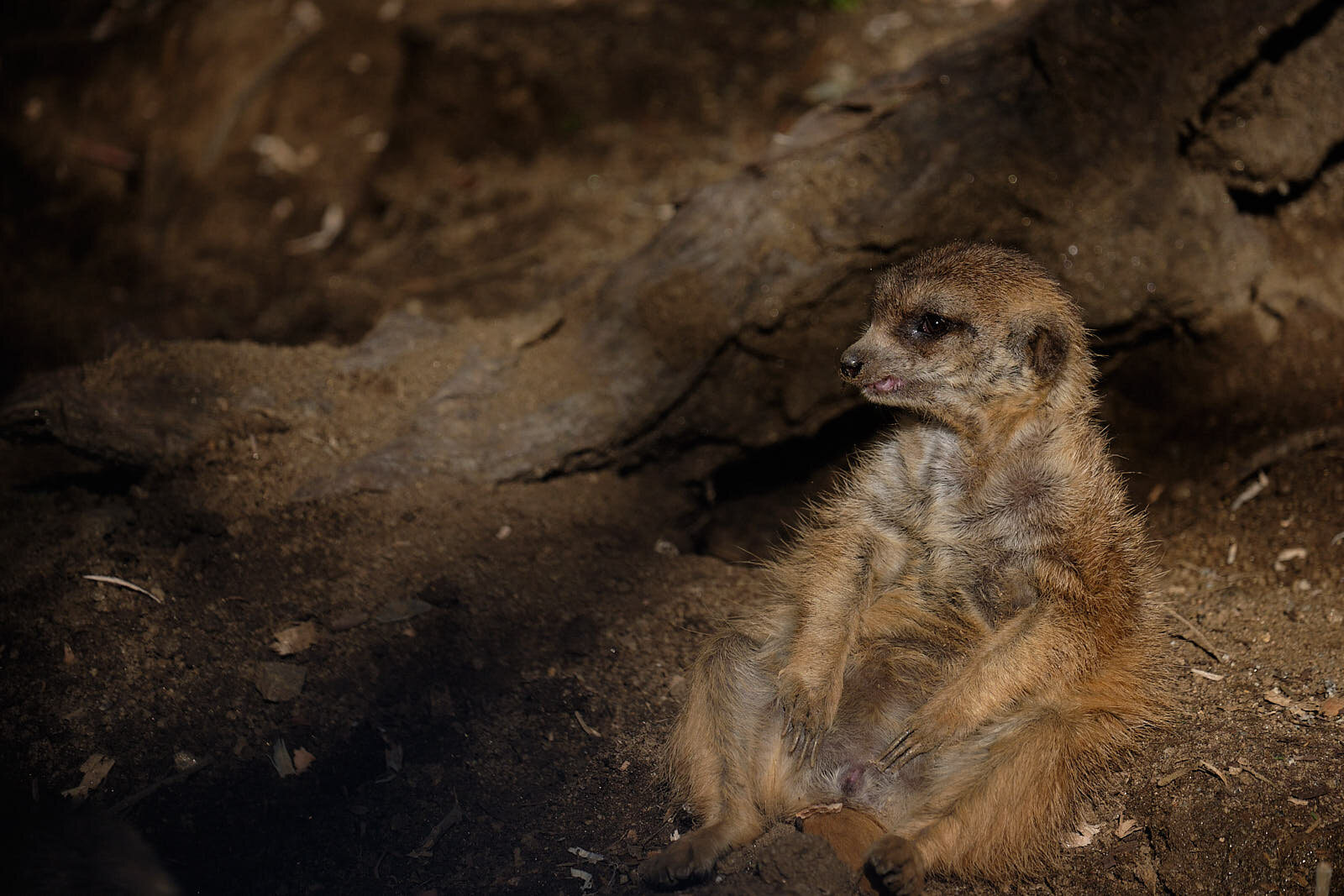 San_Diego_Safari_Park_01_04_20_13.jpg