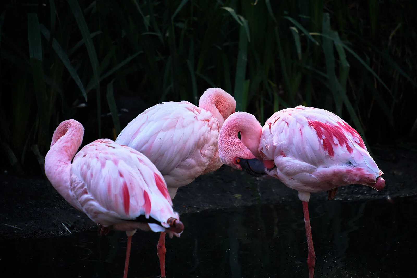 San_Diego_Safari_Park_01_04_20_09.jpg