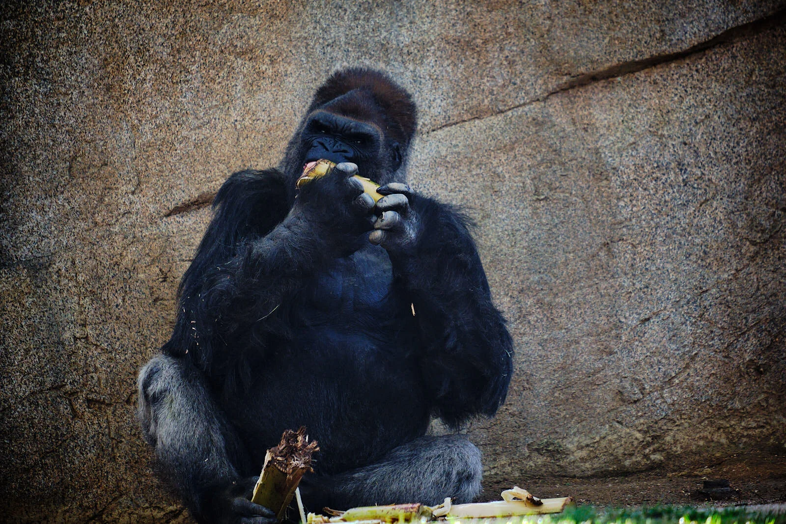 San_Diego_Safari_Park_01_04_20_31.jpg