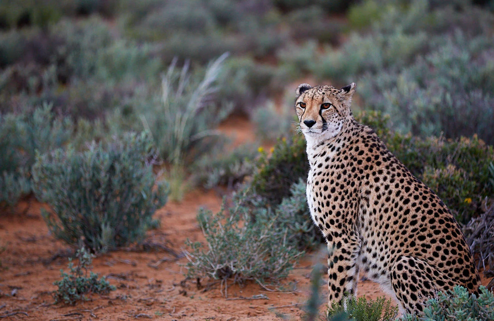 Cape_Town_03_26_2014-385.jpg