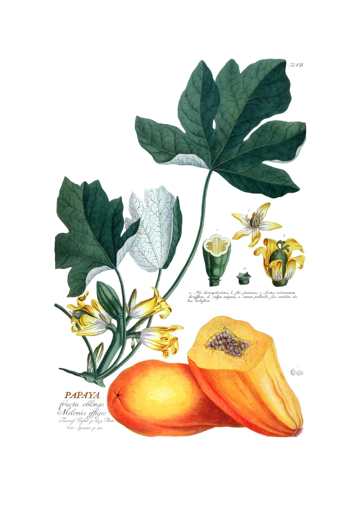GEOE0356-Papaya-Leaf-&-Fruit-Georg-Ehret.png