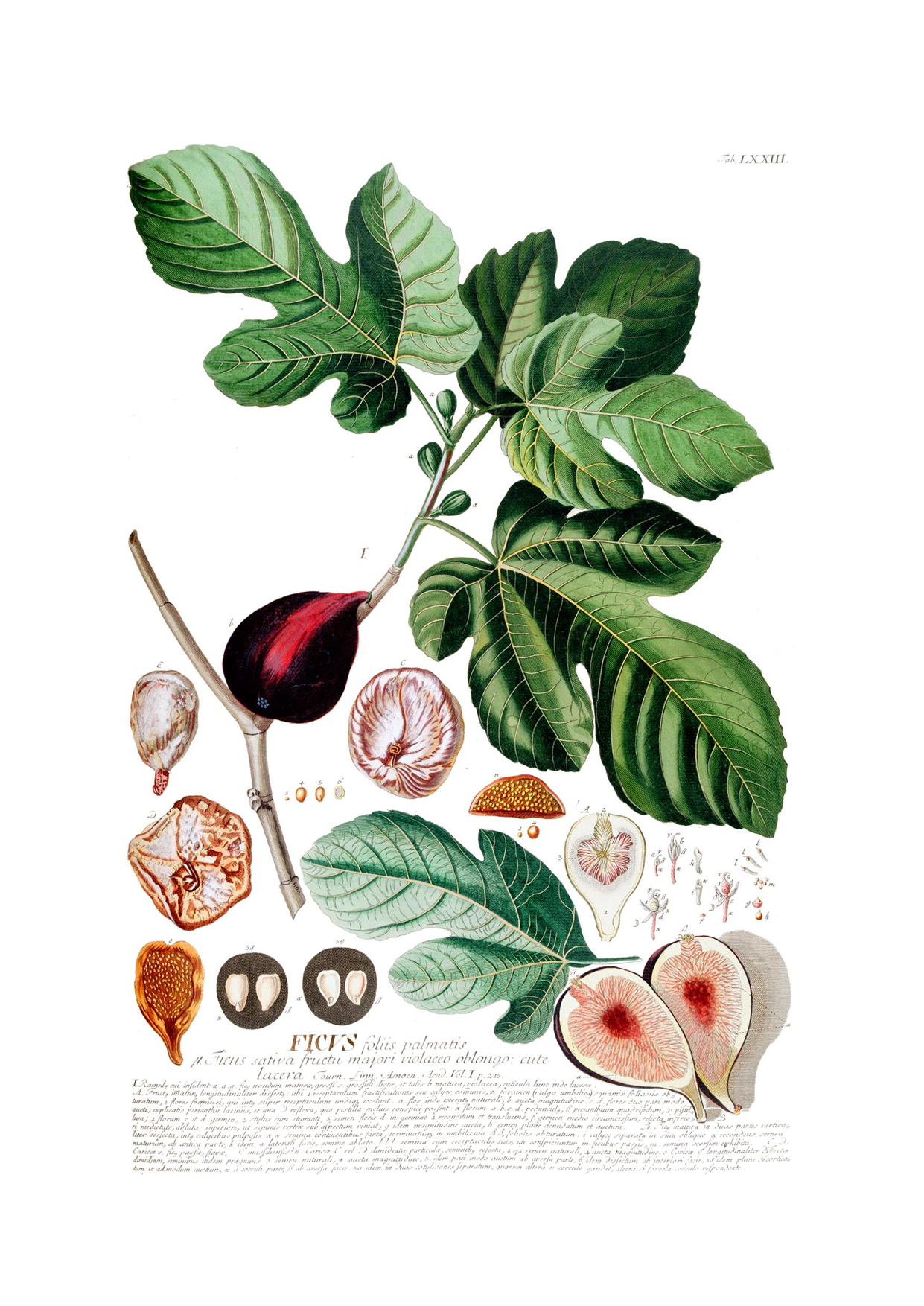 GEOE0359-Fig-Leaf-&-Fruit-Georg-Ehret.png