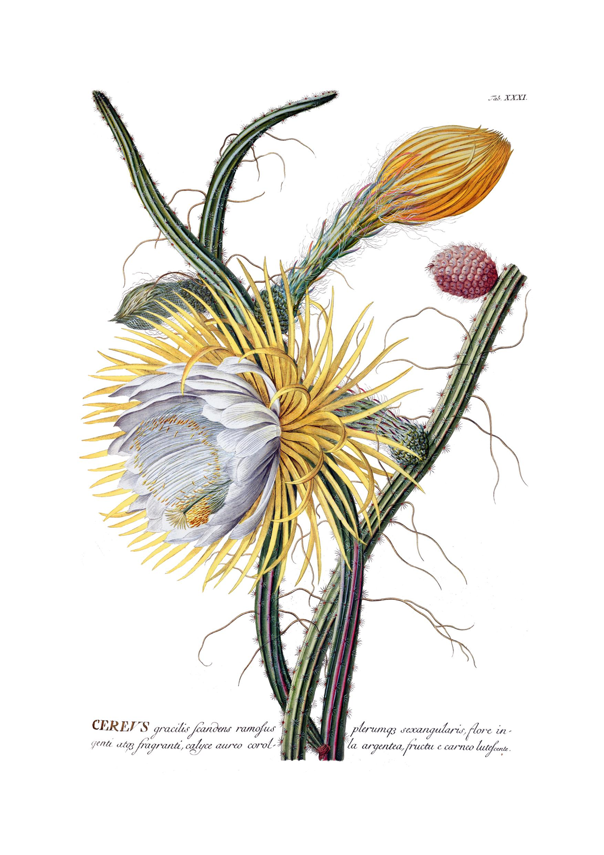GEOE0362-Cereus-Flower-&-Bud-Georg-Ehret.png