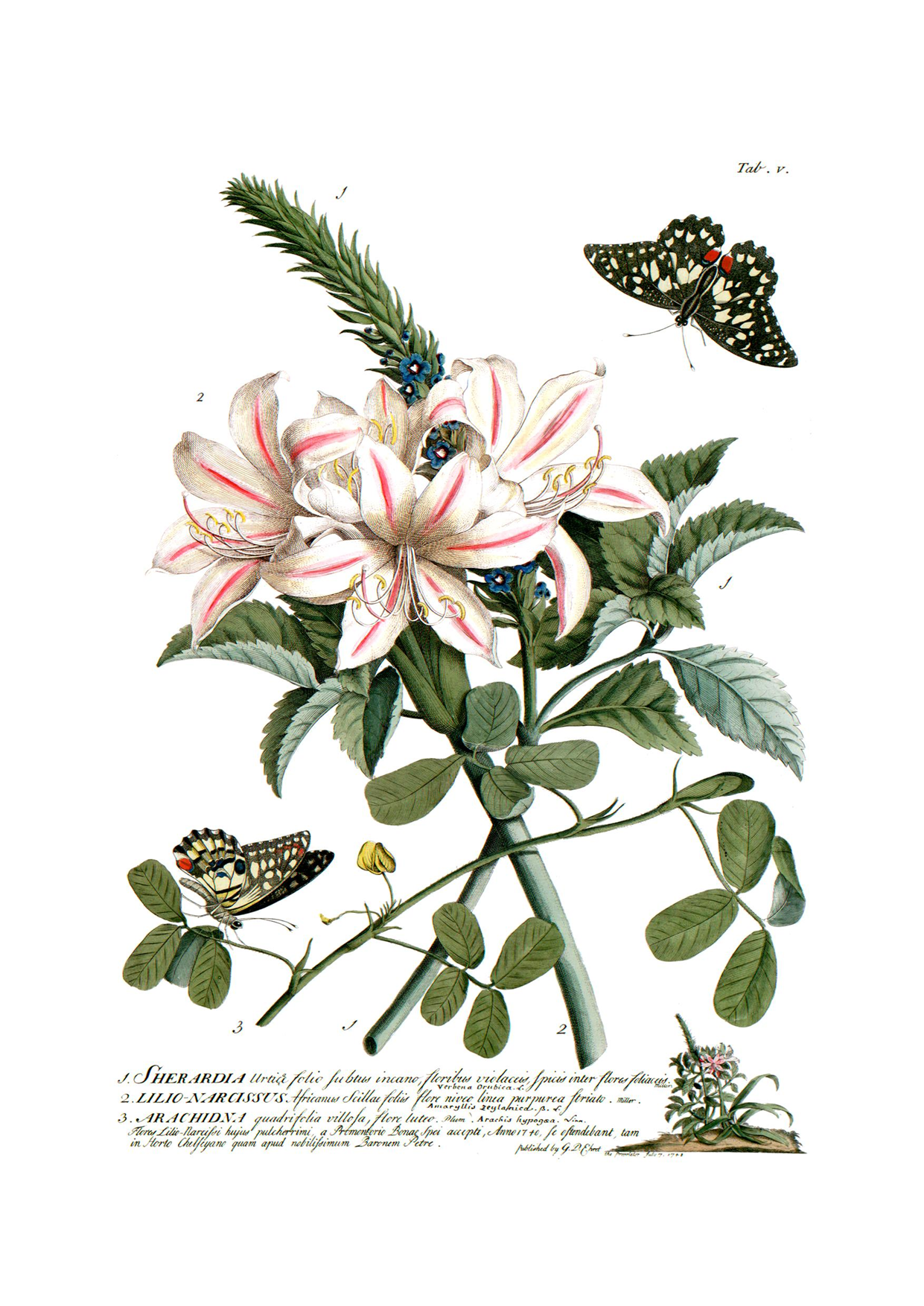 GEOE0366-Lilio-Narcissus-Georg-Ehret.png
