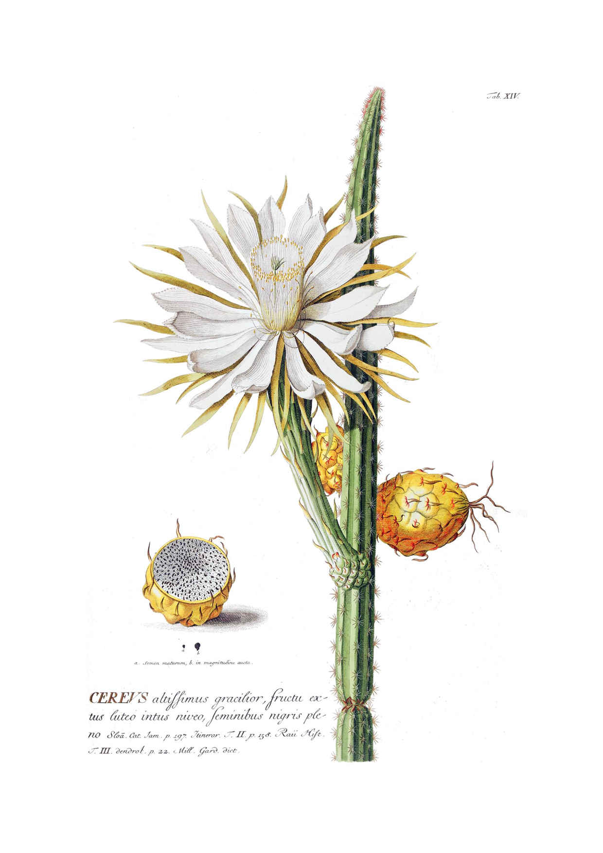 GEOE0363-Cereus-Fruit-&-Flower-Georg-Ehret.png