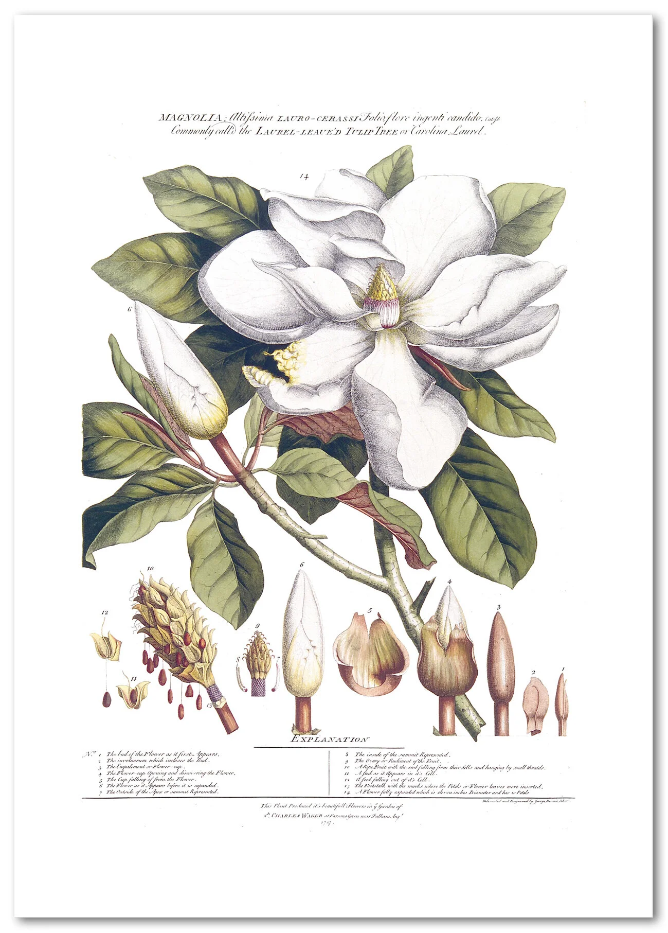 Georg Dionysus Ehret Prints