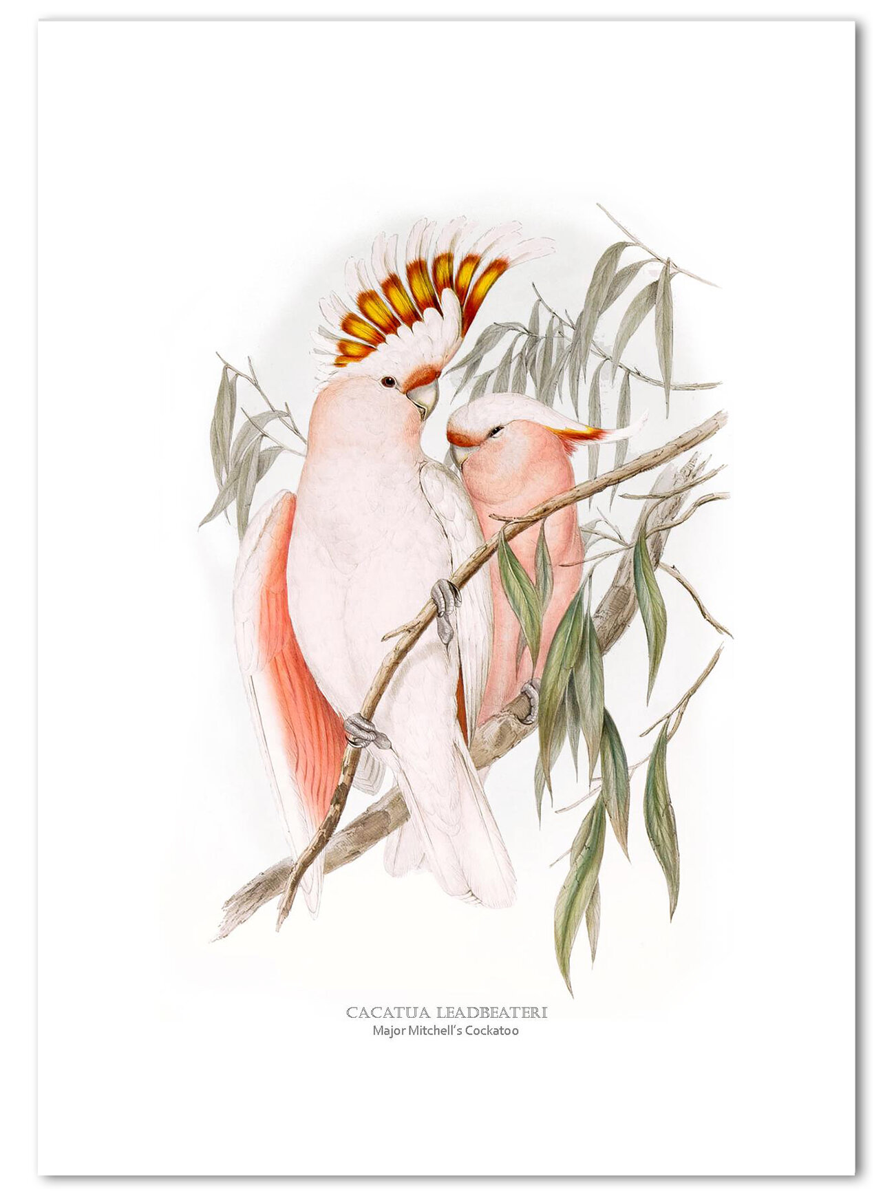 Major-Mitchell's-Cockatoo-John-Gould.jpg
