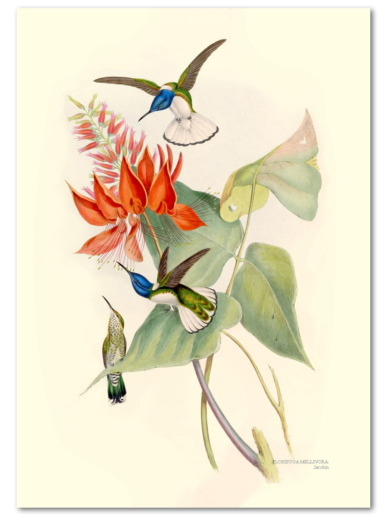 JGHC0120_Jacobin-Hummingbird-John_Gould-P.jpg