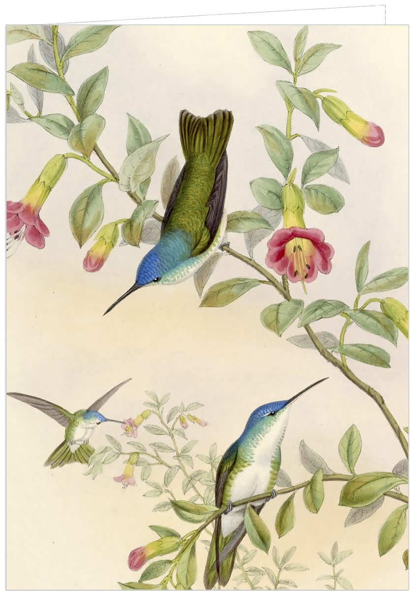 Hummingbird Prints