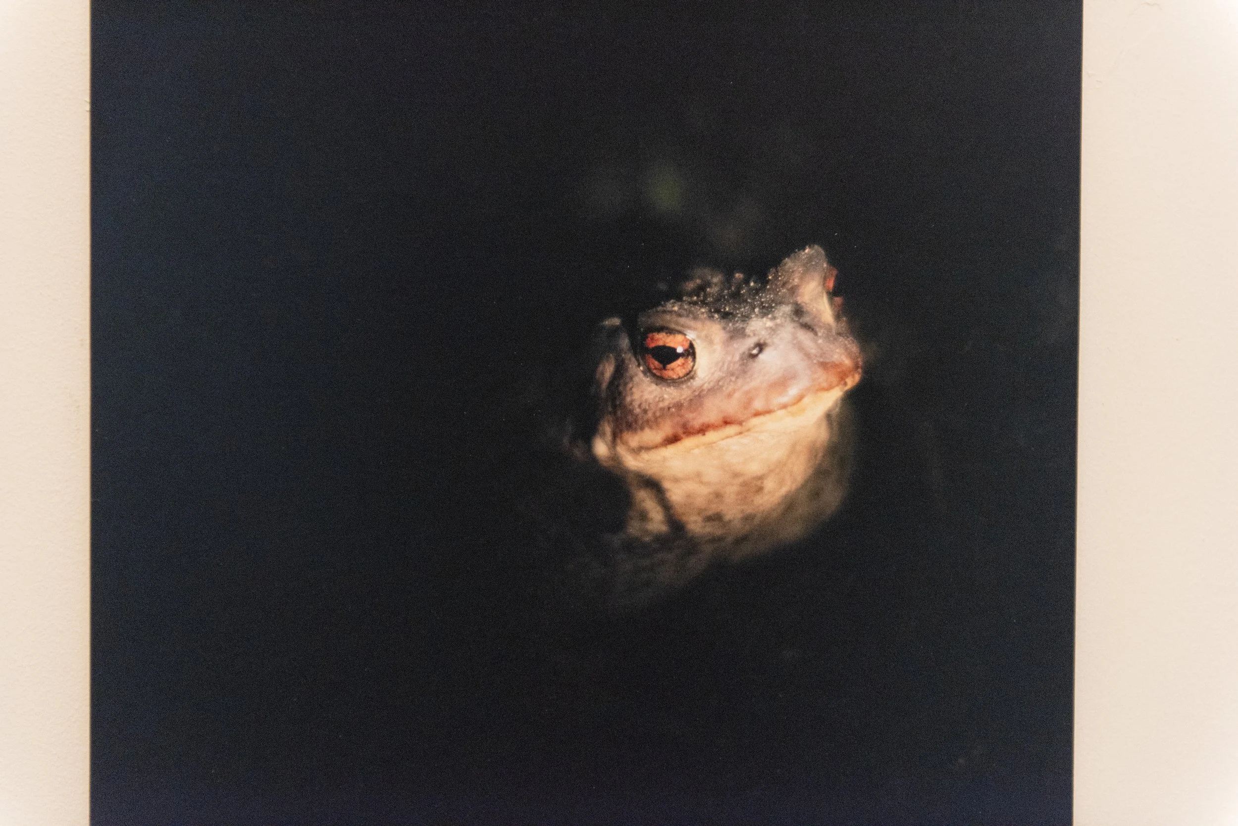 Fertile_Parole d'Animaux_Vues_Oeuvres_ (31).jpg