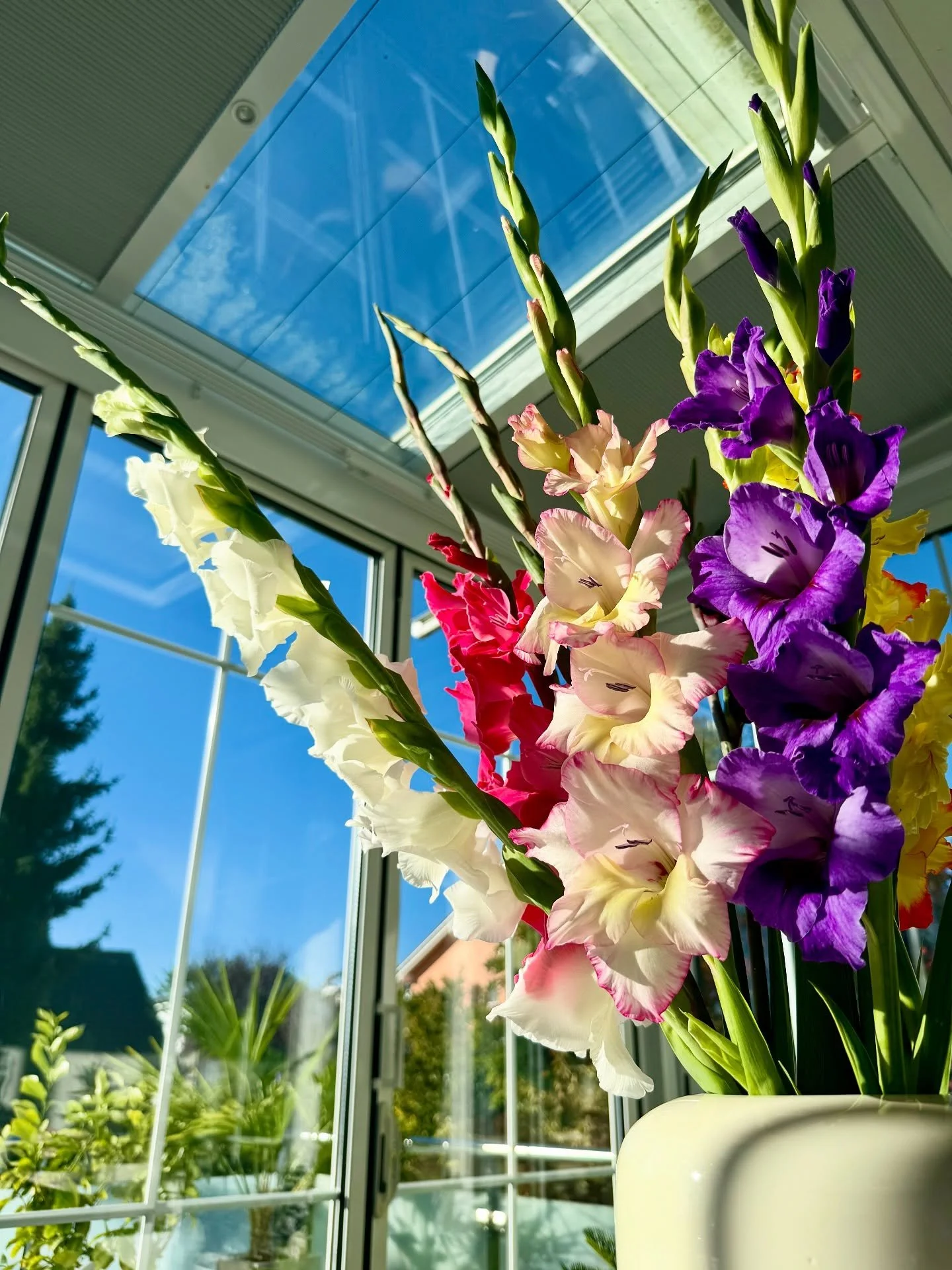 💖Wenn mein Partner mir Blumen nach Hause bringt, h&uuml;pfe ich sofort in den Keller, um die gr&ouml;sste Vase hervorzuholen. 

🌸Gladiolen&hellip;ein Geschenk der Natur.

💖Als Kind konnte ich mit ihnen &uuml;berhaupt nichts anfangen&hellip;ich hab