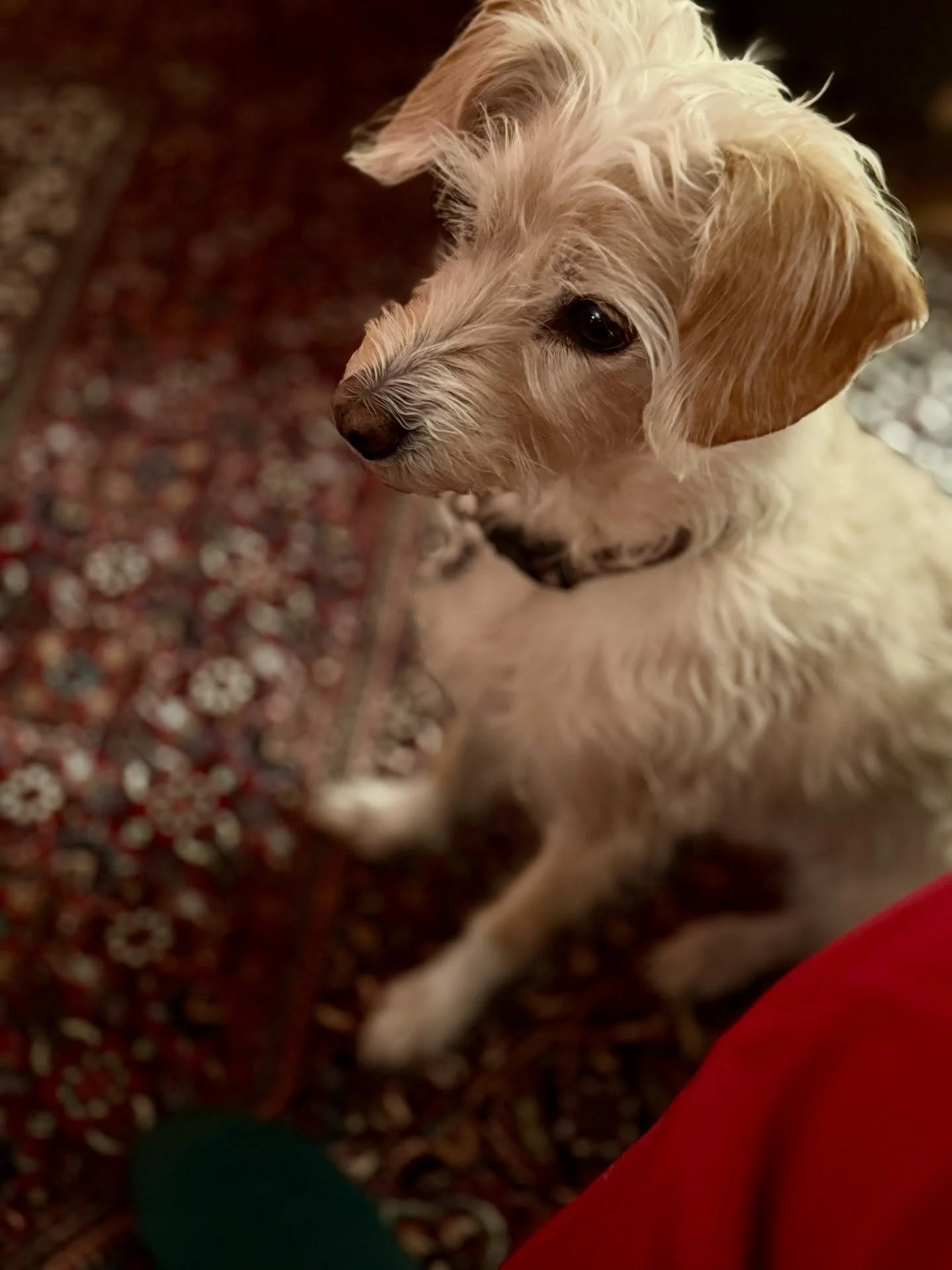 F&uuml;r mich bitte ohne Feuerwerk&hellip;mag ich einfach nicht.
🧨🧨🧨

🐶👉Jessie 

#silvester 
#jahreswechsel 
#happynewyear