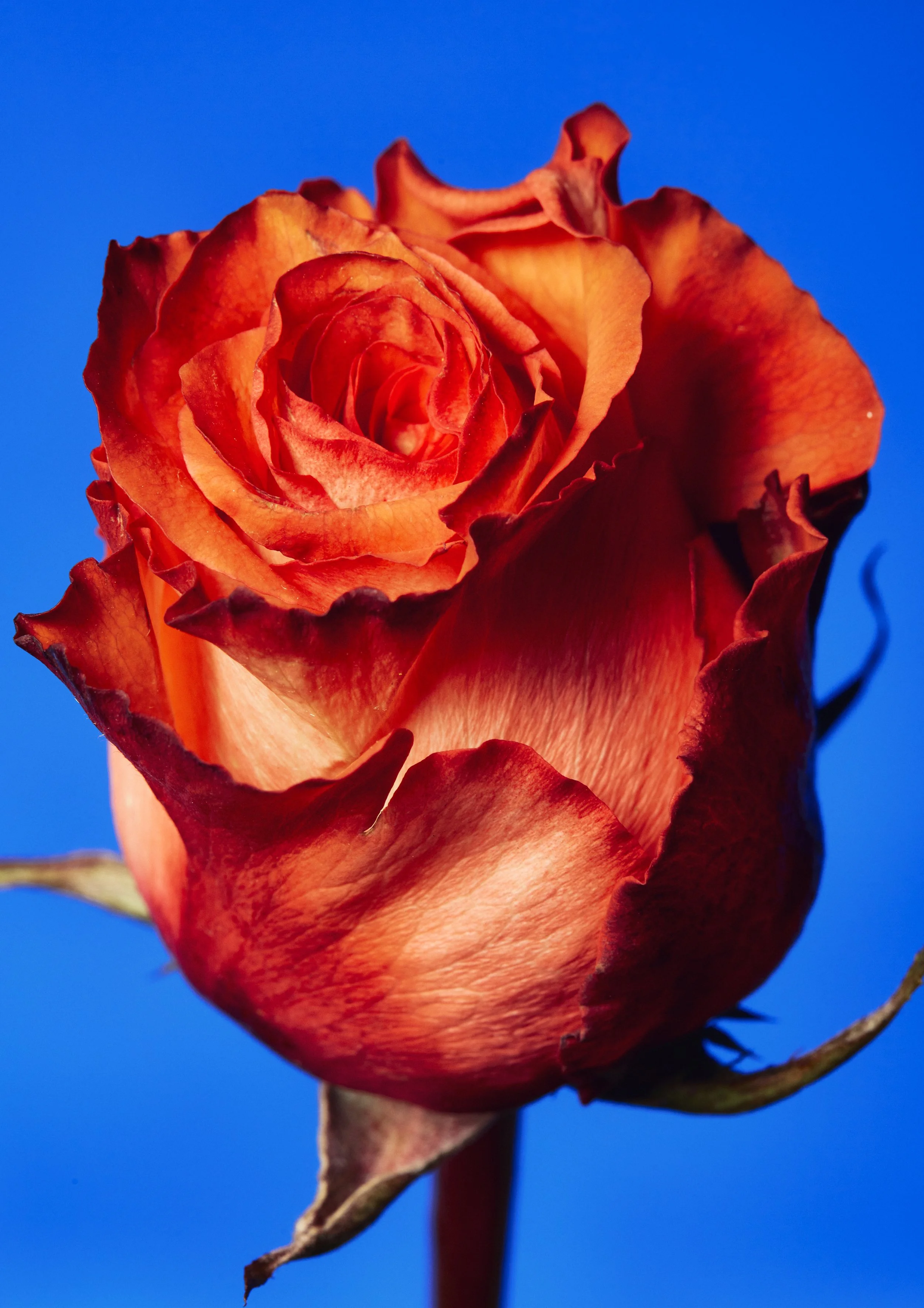 Una rosa roja en primer plano con fondo azul