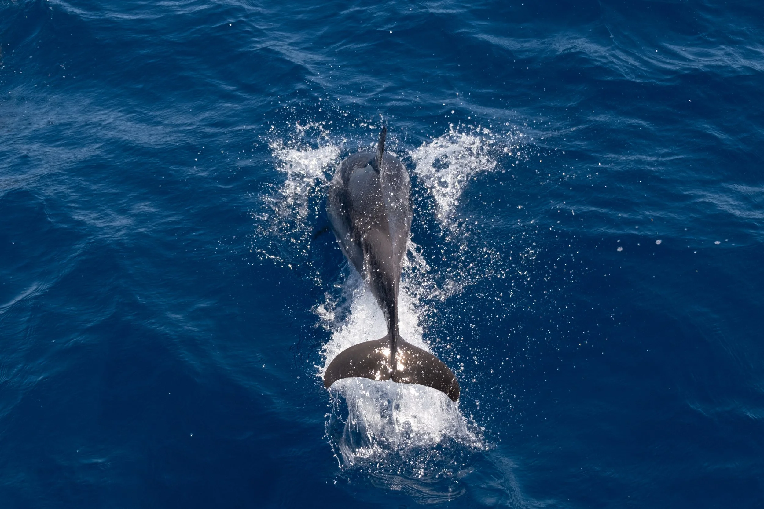 Dauphin mer mediterrannee
