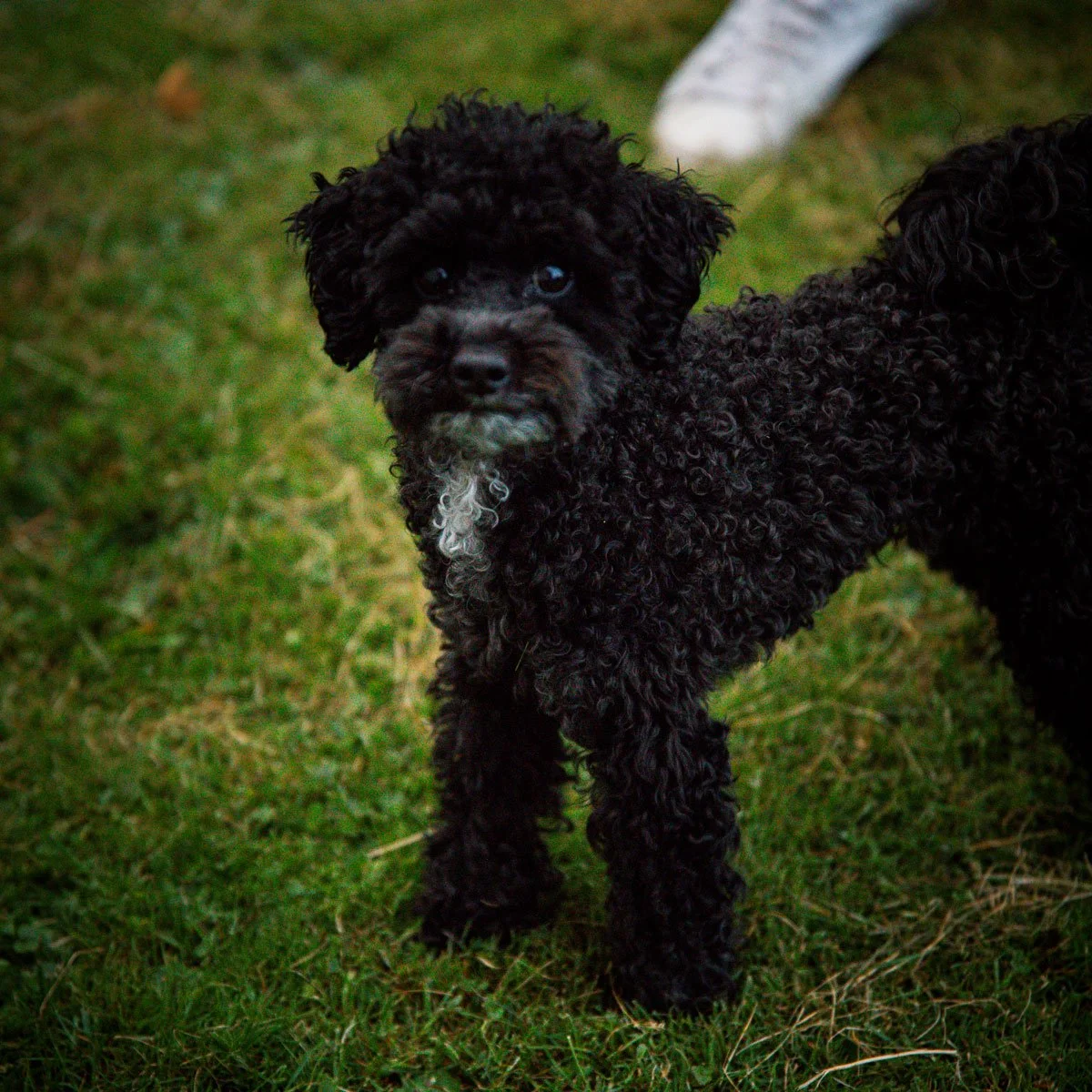 Vad kan va b&auml;ttre &auml;n en hund? 
Tv&aring; hundar. V&auml;lkommen Otis ❤️