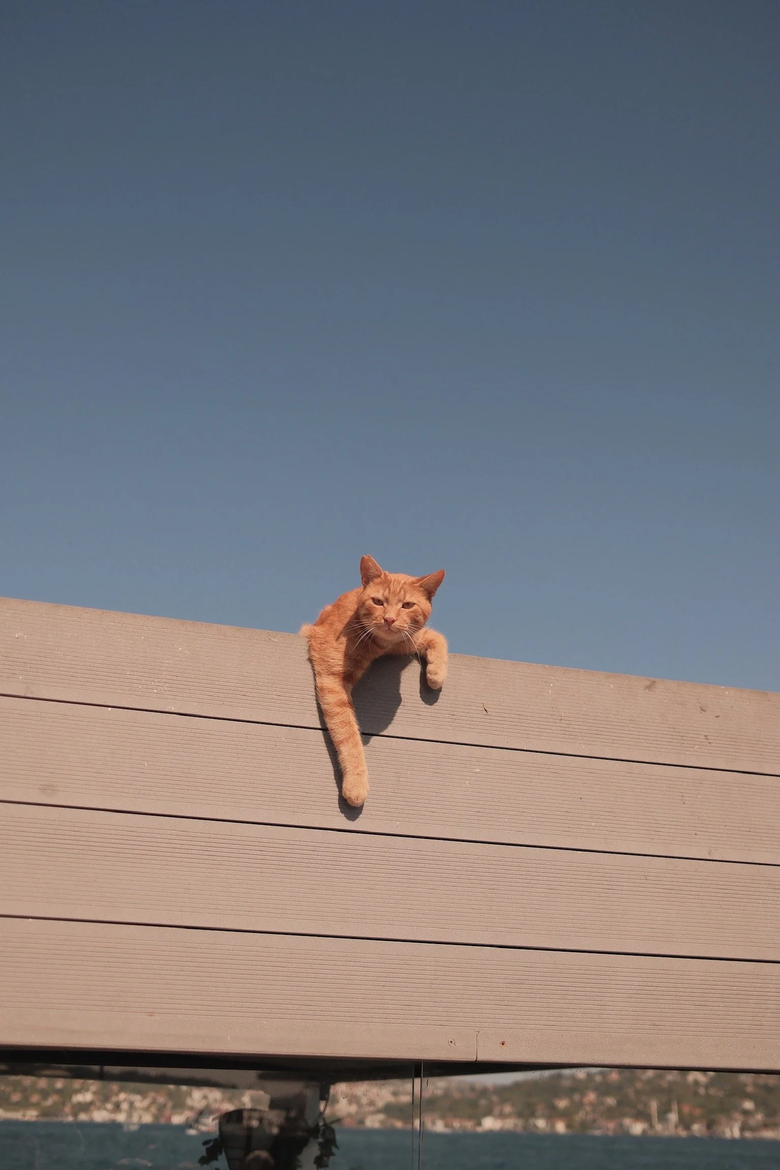 Eine orangefarbene Katze liegt auf einem hohen Holzzaun und schaut nach unten, bei klarem Himmel.