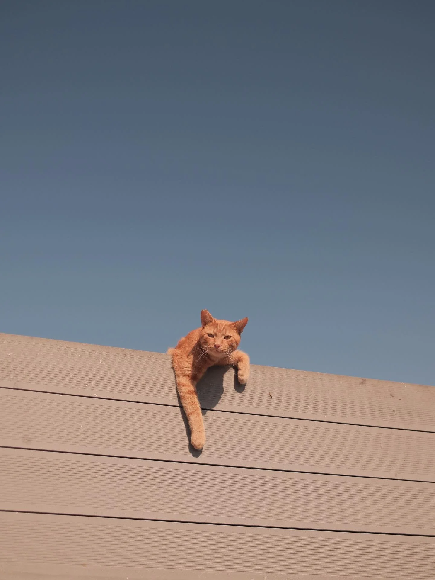 turkish cat 🇹🇷🐈&zwj;⬛