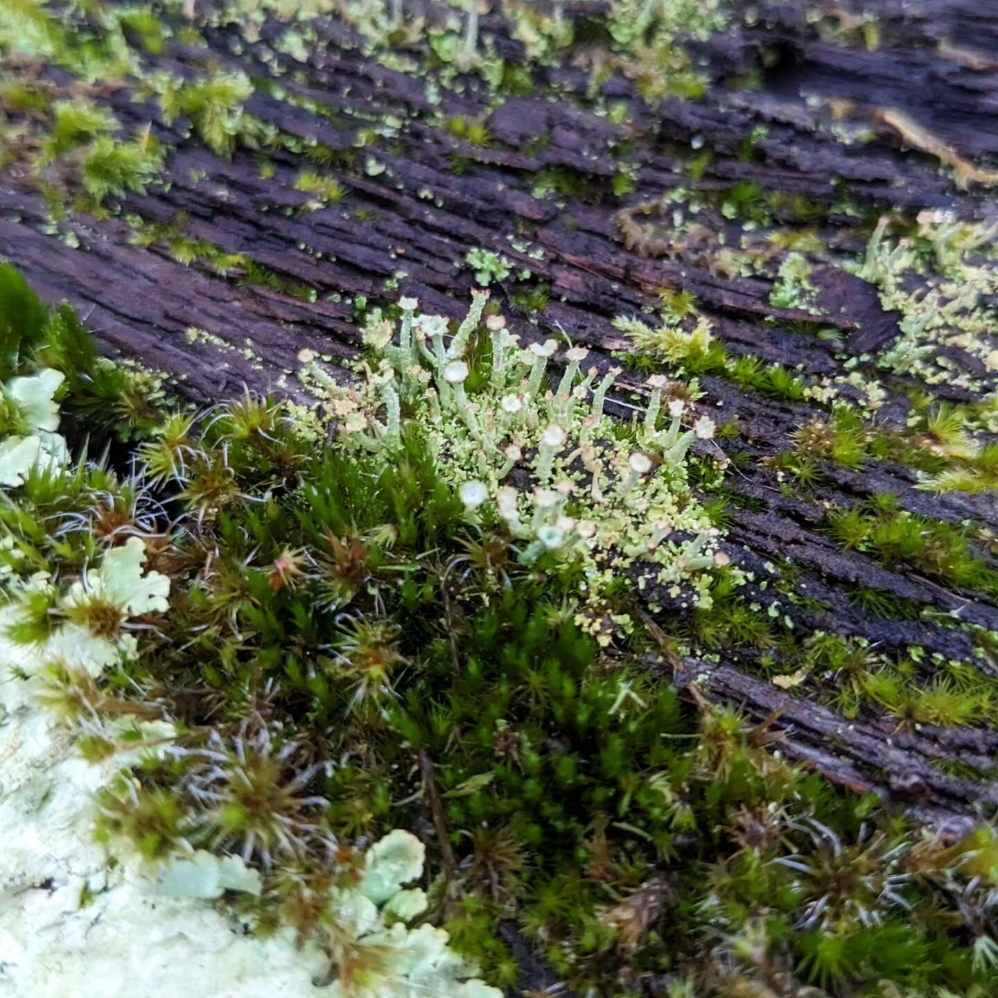 In honour of our (semi) (not really at all) recent episode about lichen, we're bringing you this picture of some GREAT lil lichen and moss we found at the Eden Project!

If you haven't already listened to the episode, maybe this is your sign that you