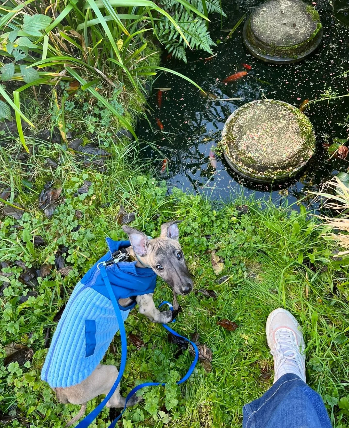 You might have noticed in our latest episode with the lovely @emily_lukeillustration that there was another guest lurking in the background... Well, ahead of our next episode (where he features a lot more prominently) we thought an official introduct