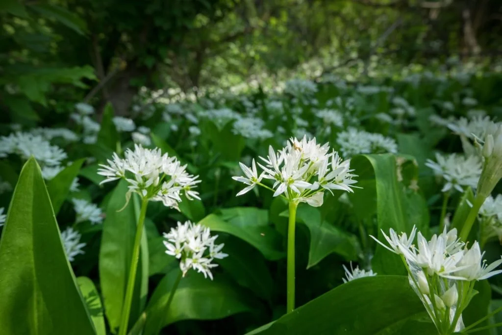 Wild Garlic Recipes