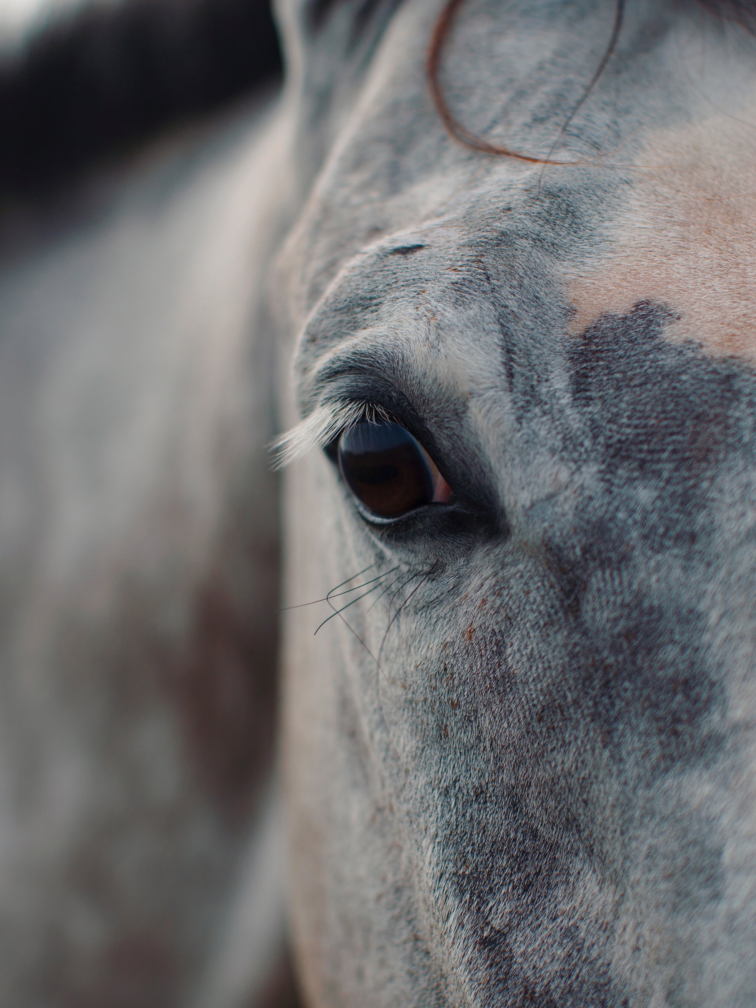 guernsey pet animal photography 