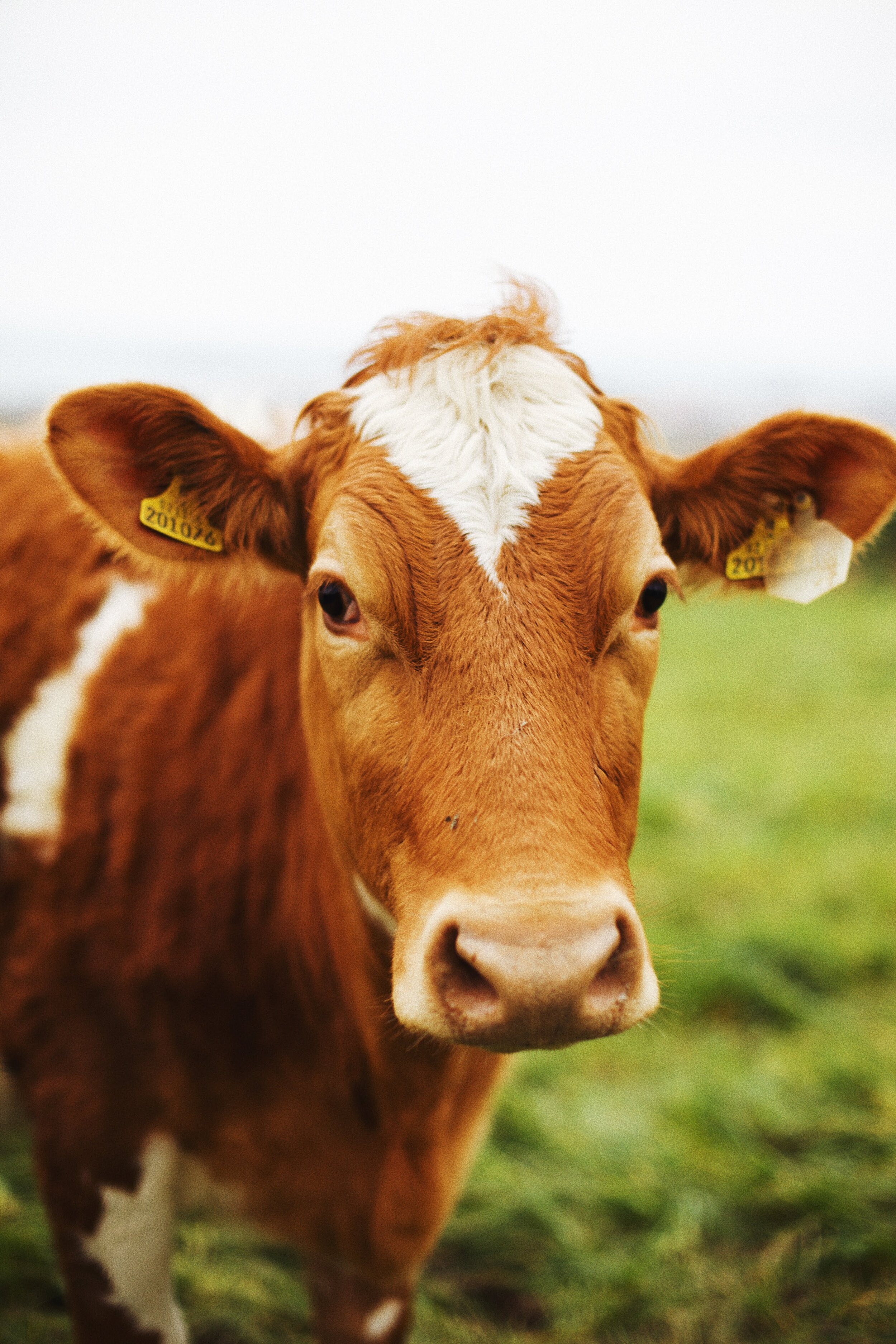 guernsey cow pet animal photography 