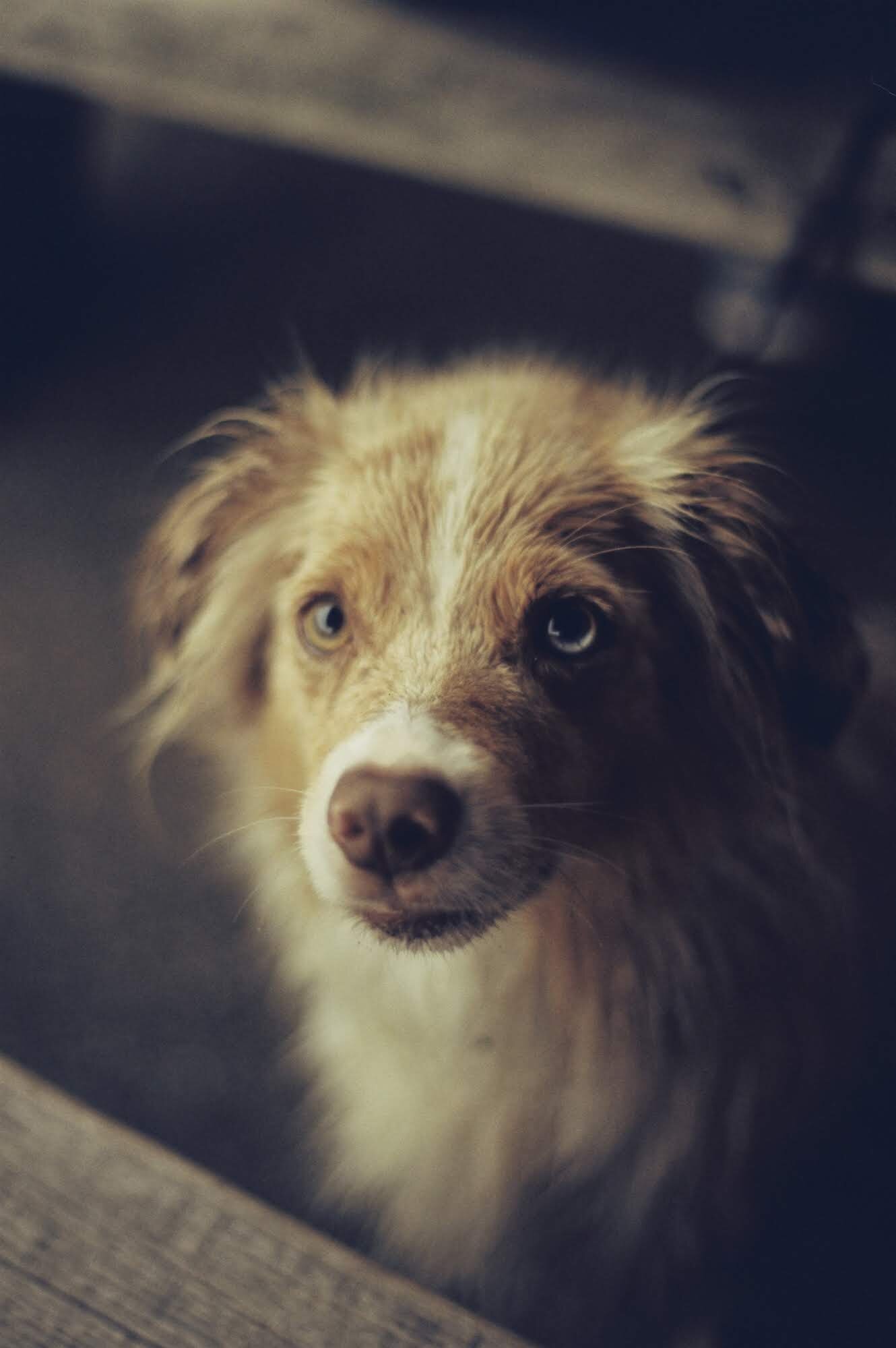 guernsey dog pet animal photography 