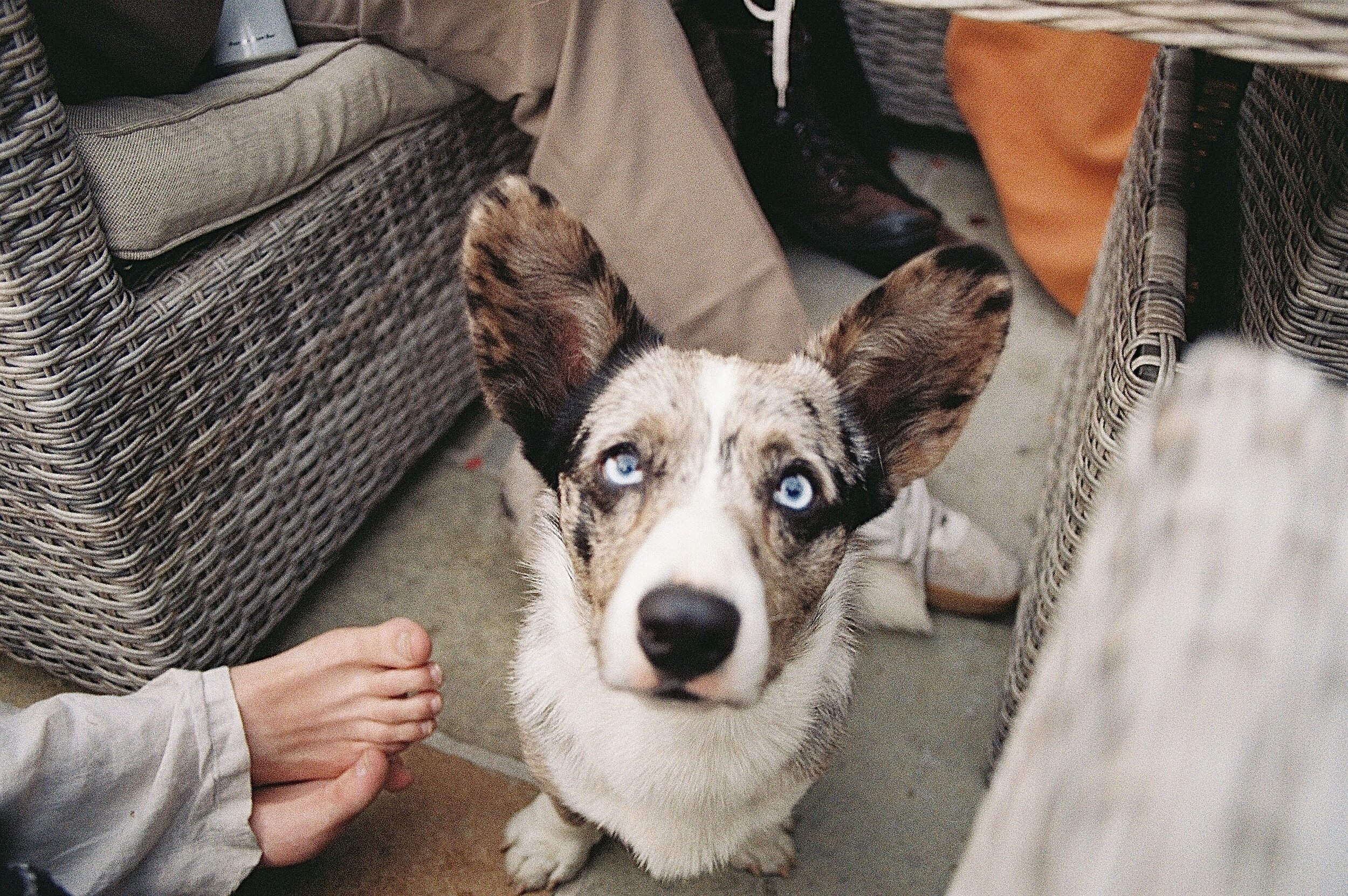 guernsey dog pet animal photography 