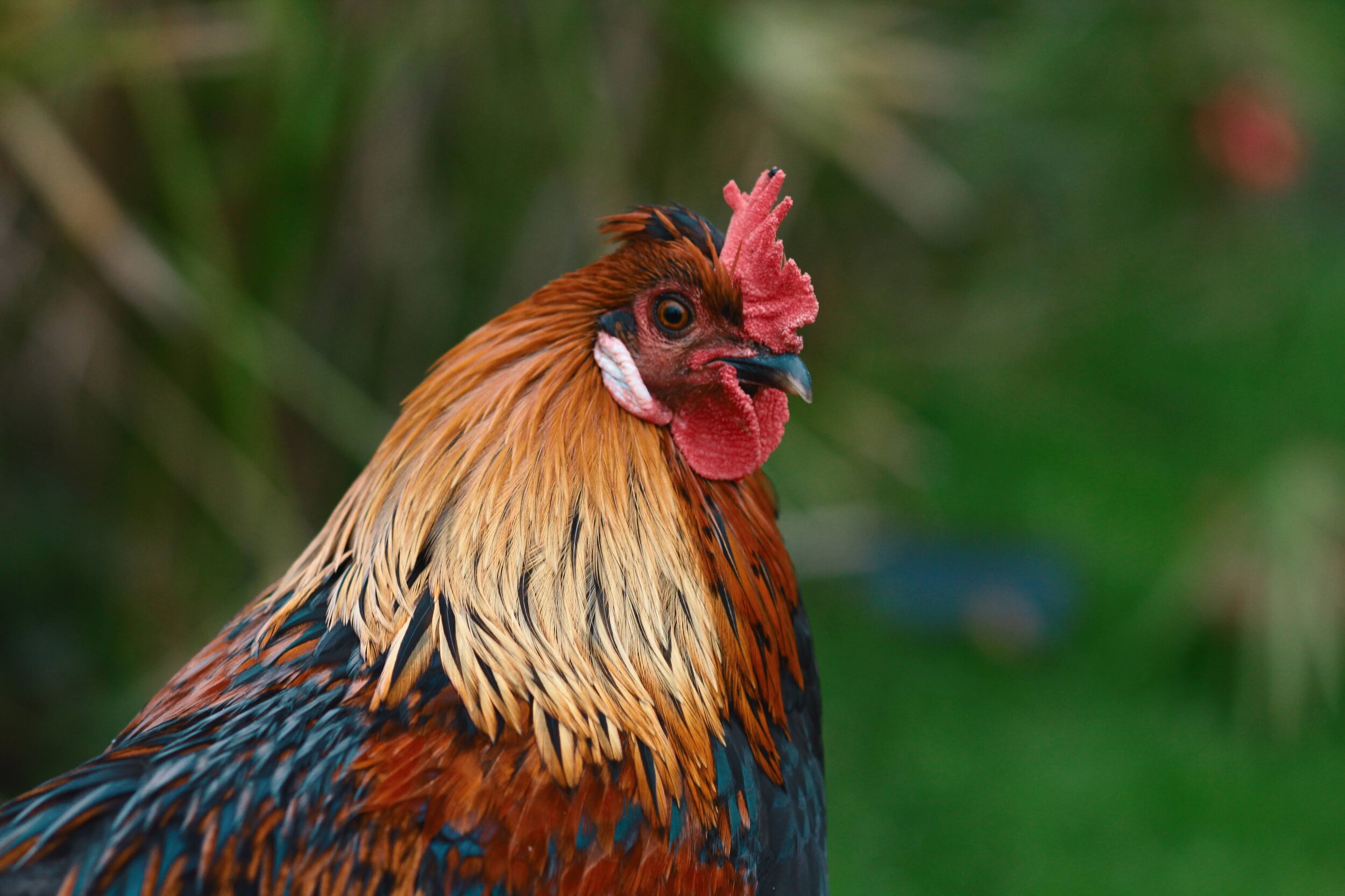 guernsey chicken pet animal photography 