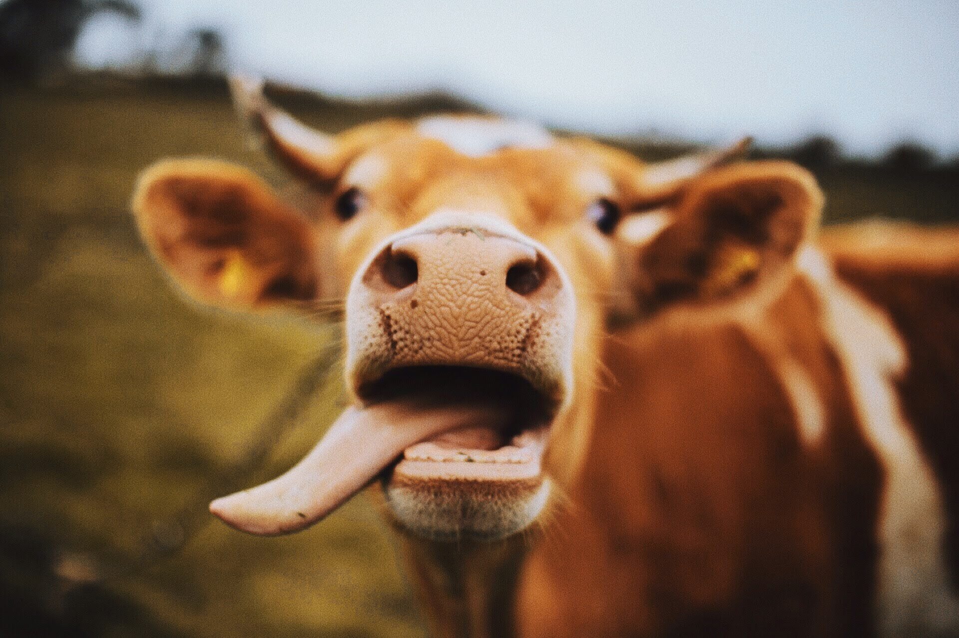 guernsey cow pet animal photography 