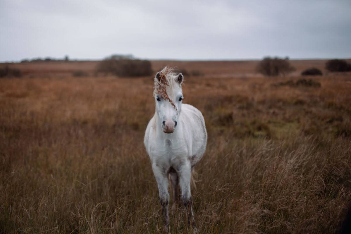 guernsey equestrian  pet animal photography 