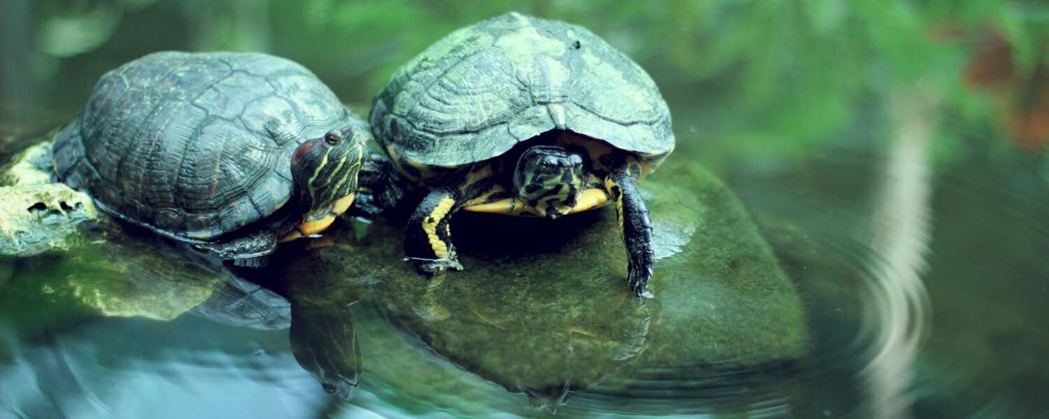 guernsey turtle pet animal photography 