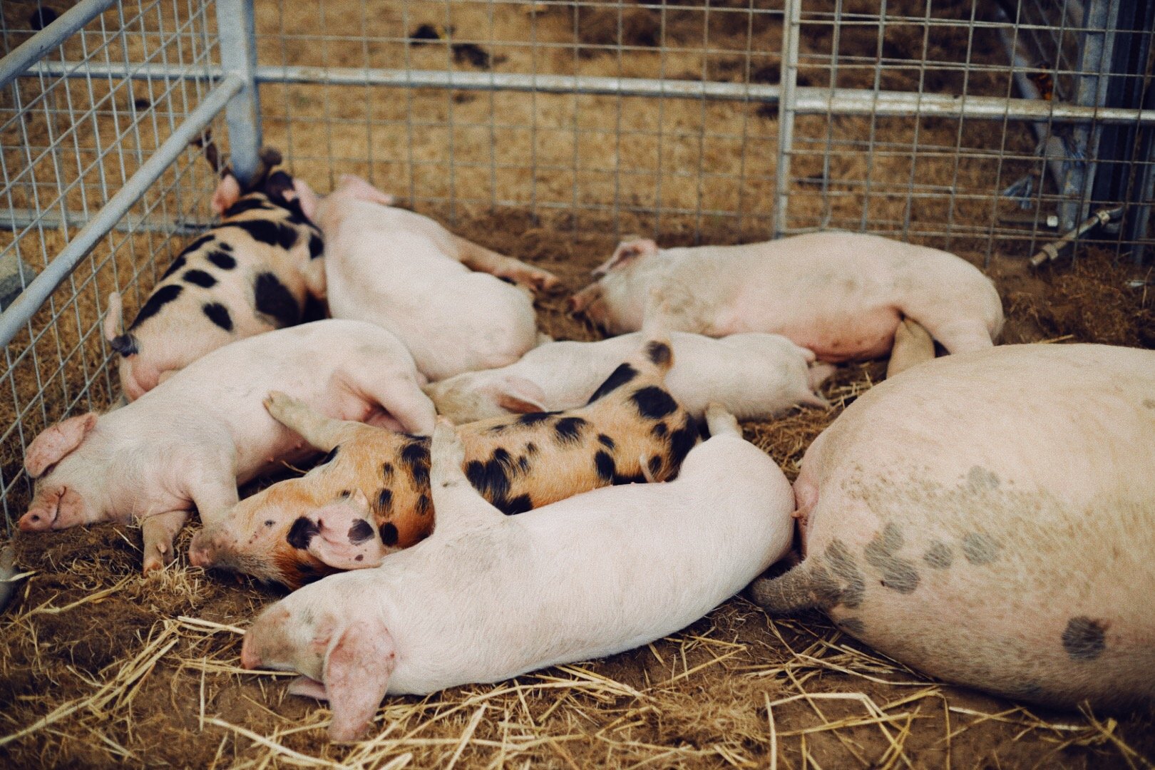 Guernsey pig pork west show