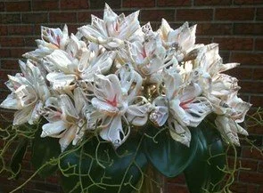 Seashells in Bloom4.jpg