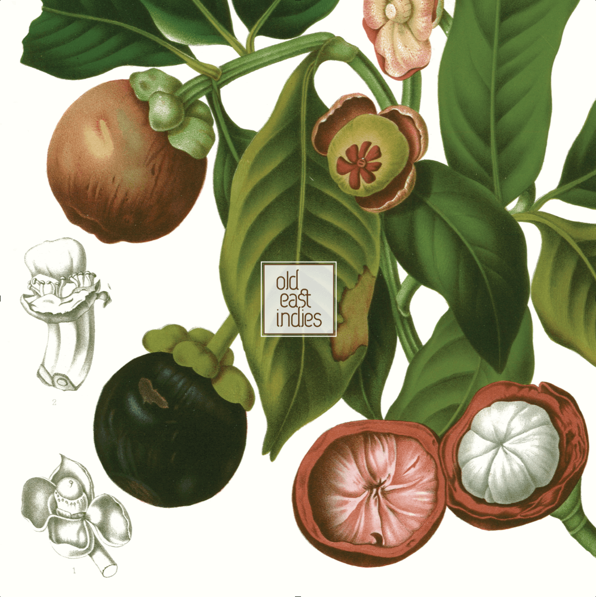 Mangosteen Fruit Year 1863 Framed — Old East Indies Heritage Art Collection Vintage Images