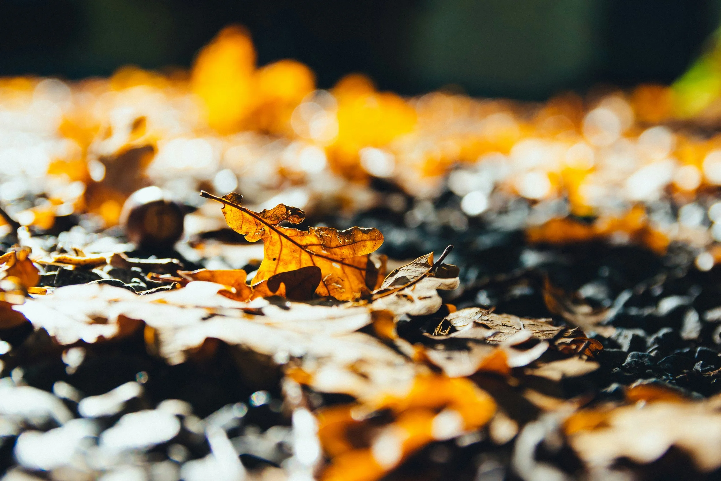 Managing Fallen Leaves