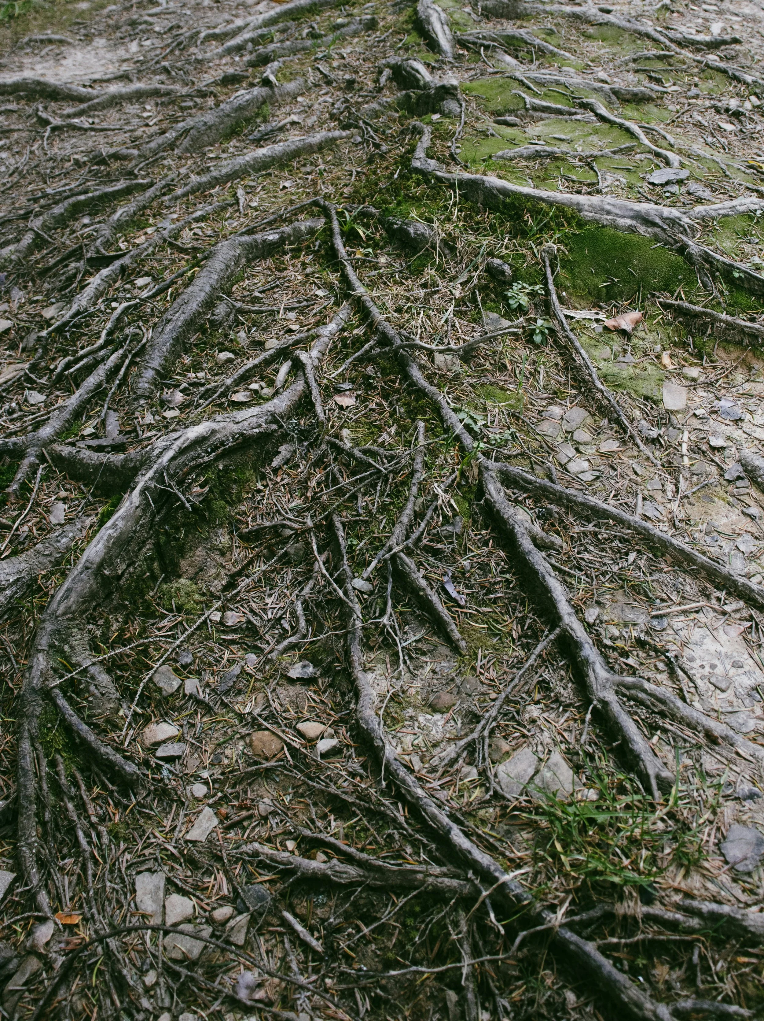 What To Do About Surface Roots