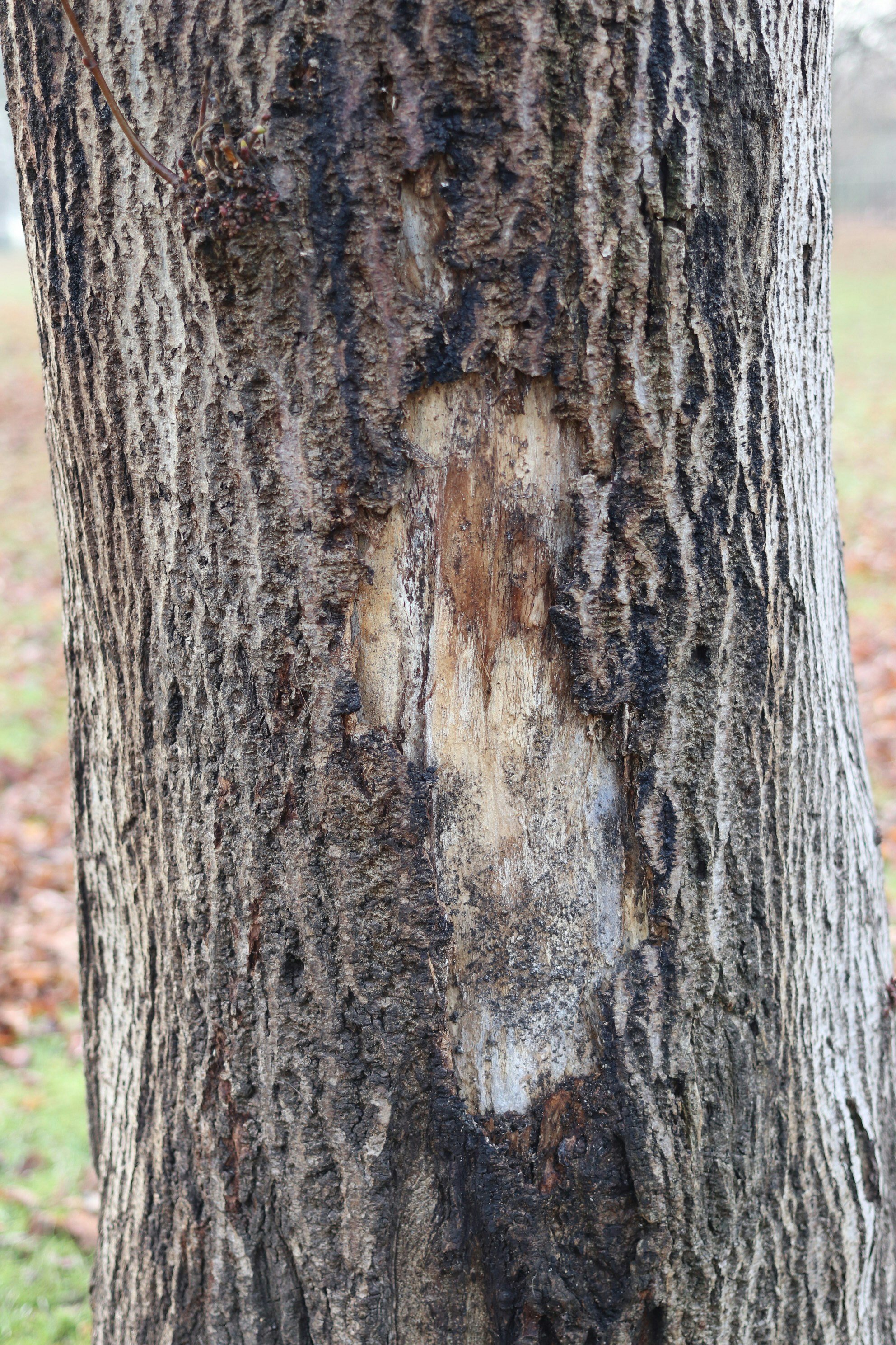 Tree Trunk Mechanical Wound Repair