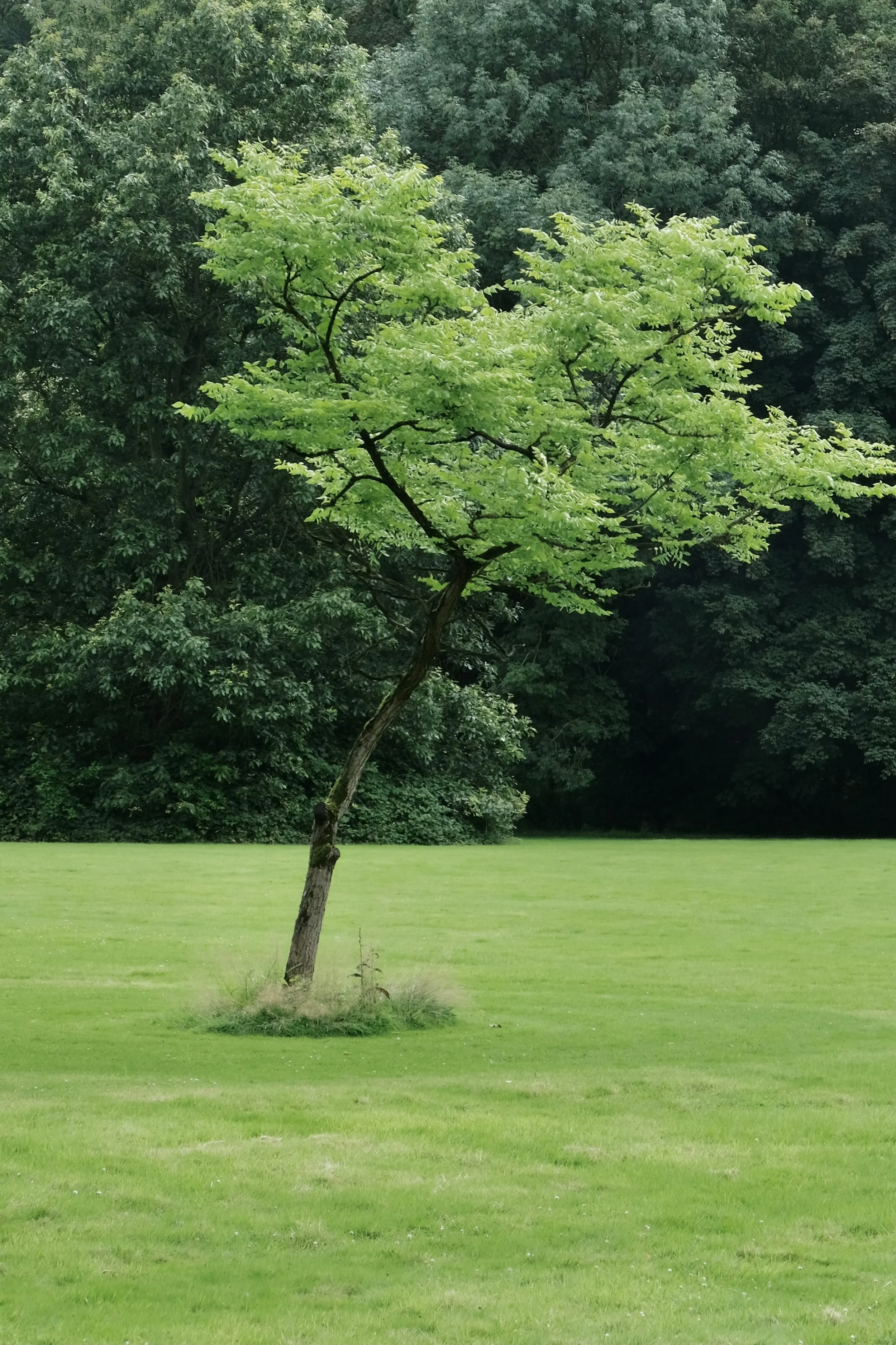 Trees and Turf - Can We Have it All?