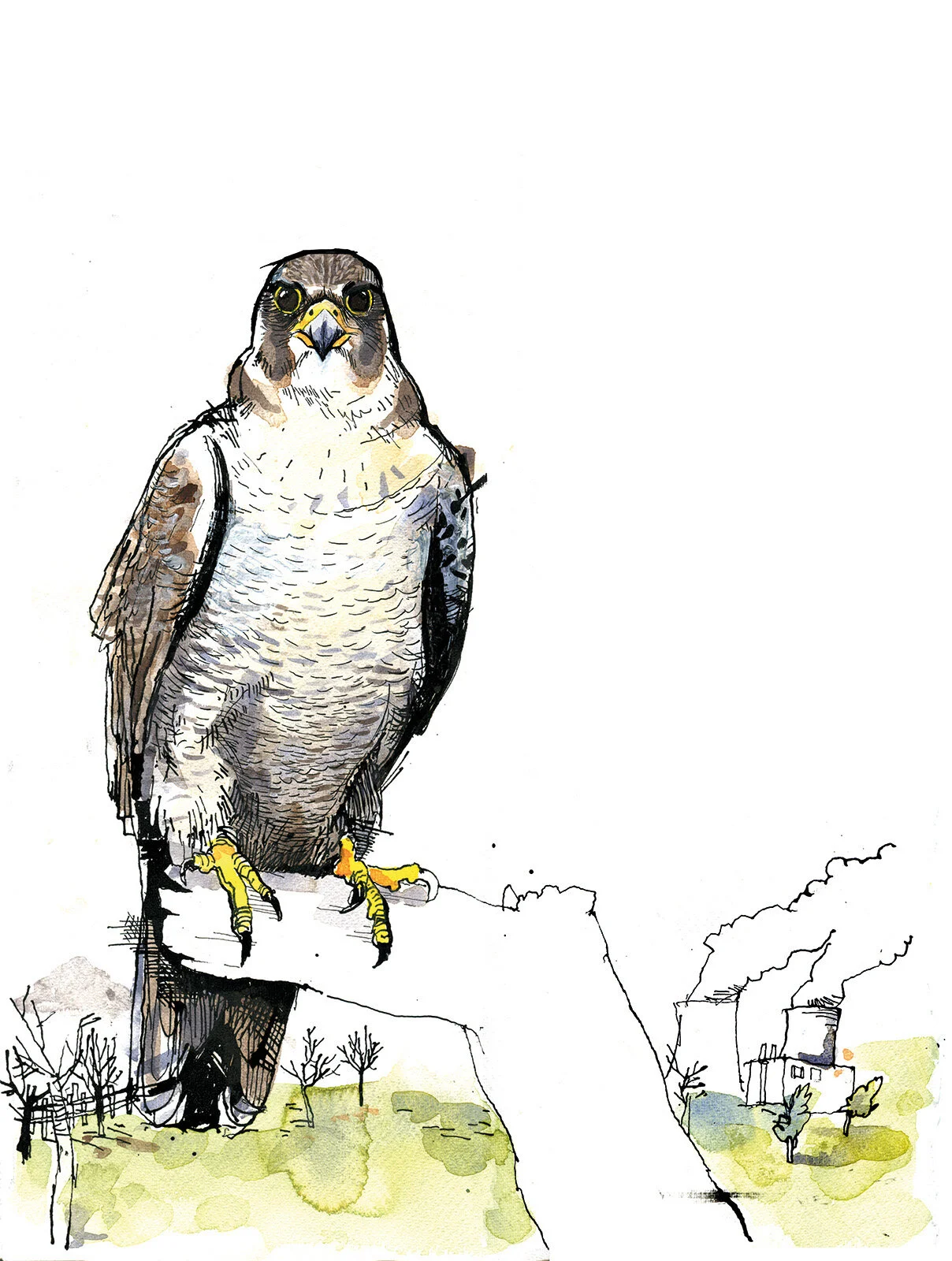 Peregrine