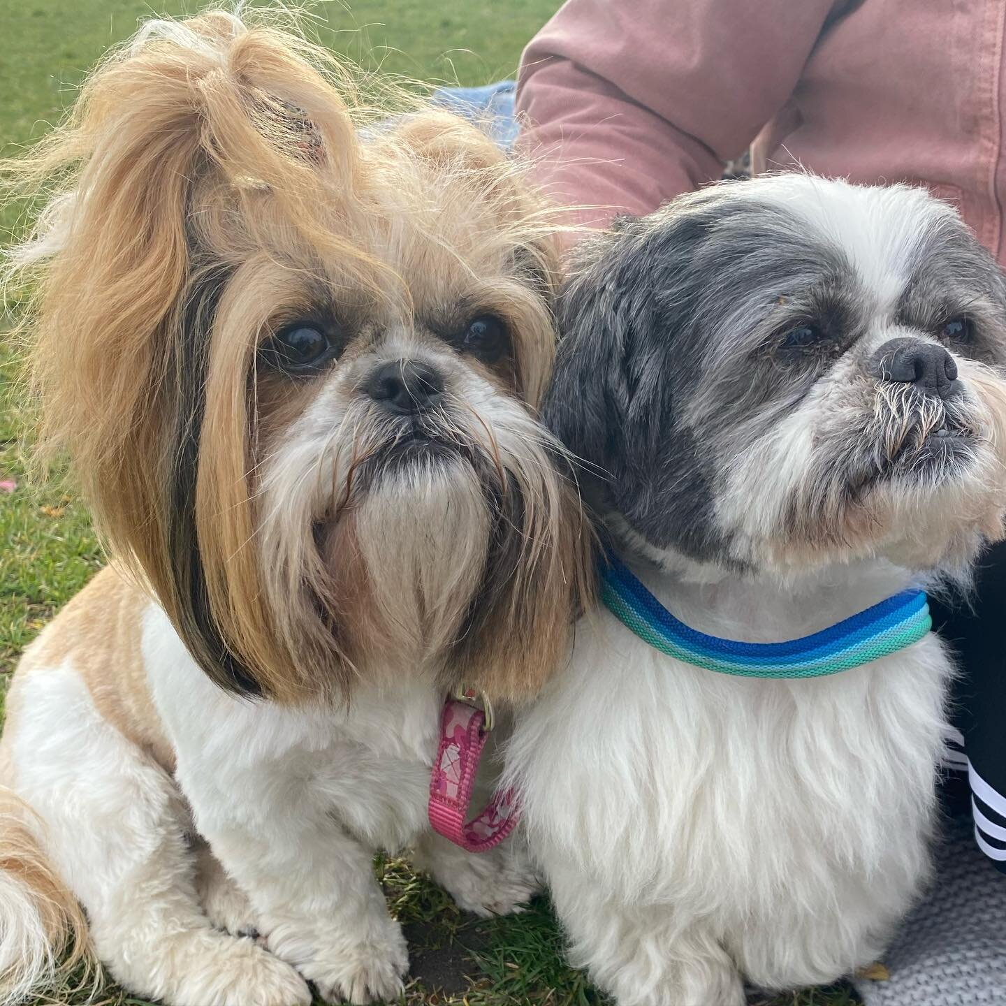 🌟Presenting a 

#nationalpetday meets

#nationalsiblingday combo 

for your delectation 

💙💗🐶🐶💙💗

@thehouseoftzu 

#shihtzu #shihtzusofinstagram #shihtzus #shihtzulovers #dogs #dogsofinstagram